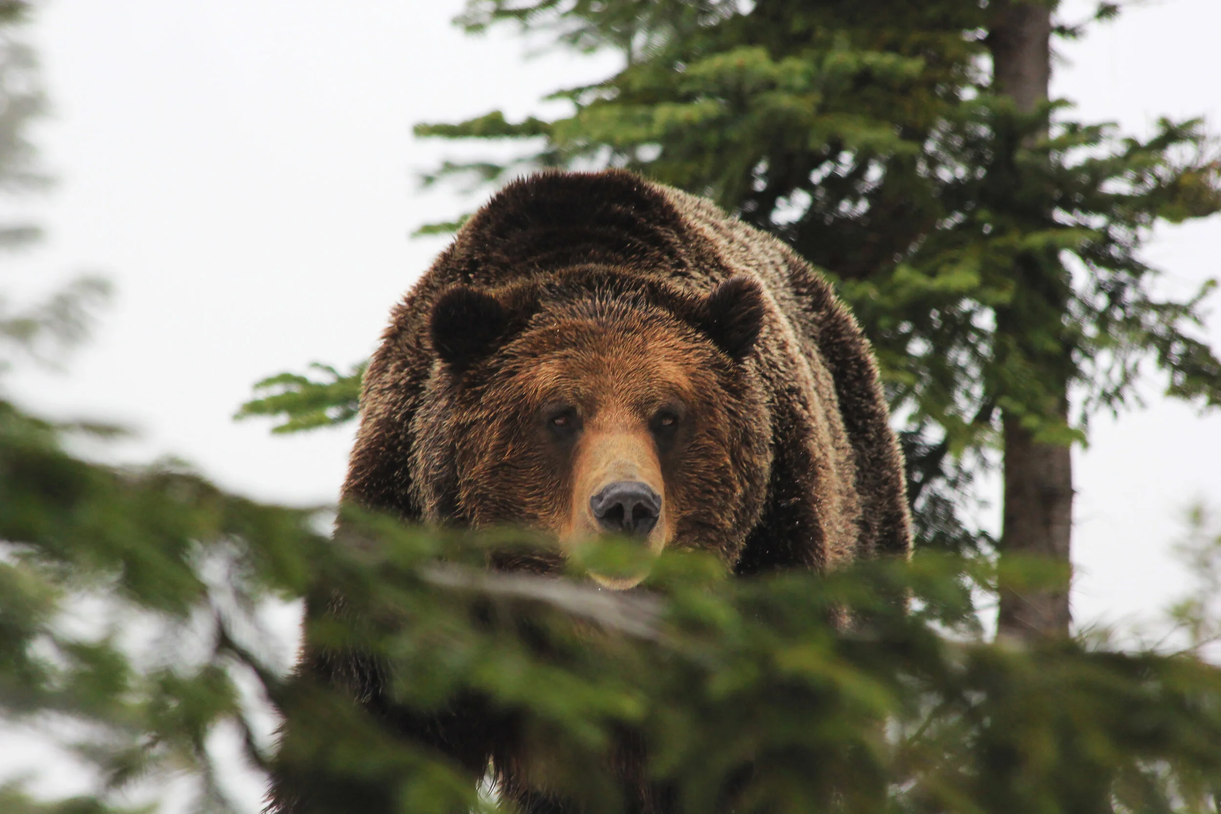 grizzley 2.jpg