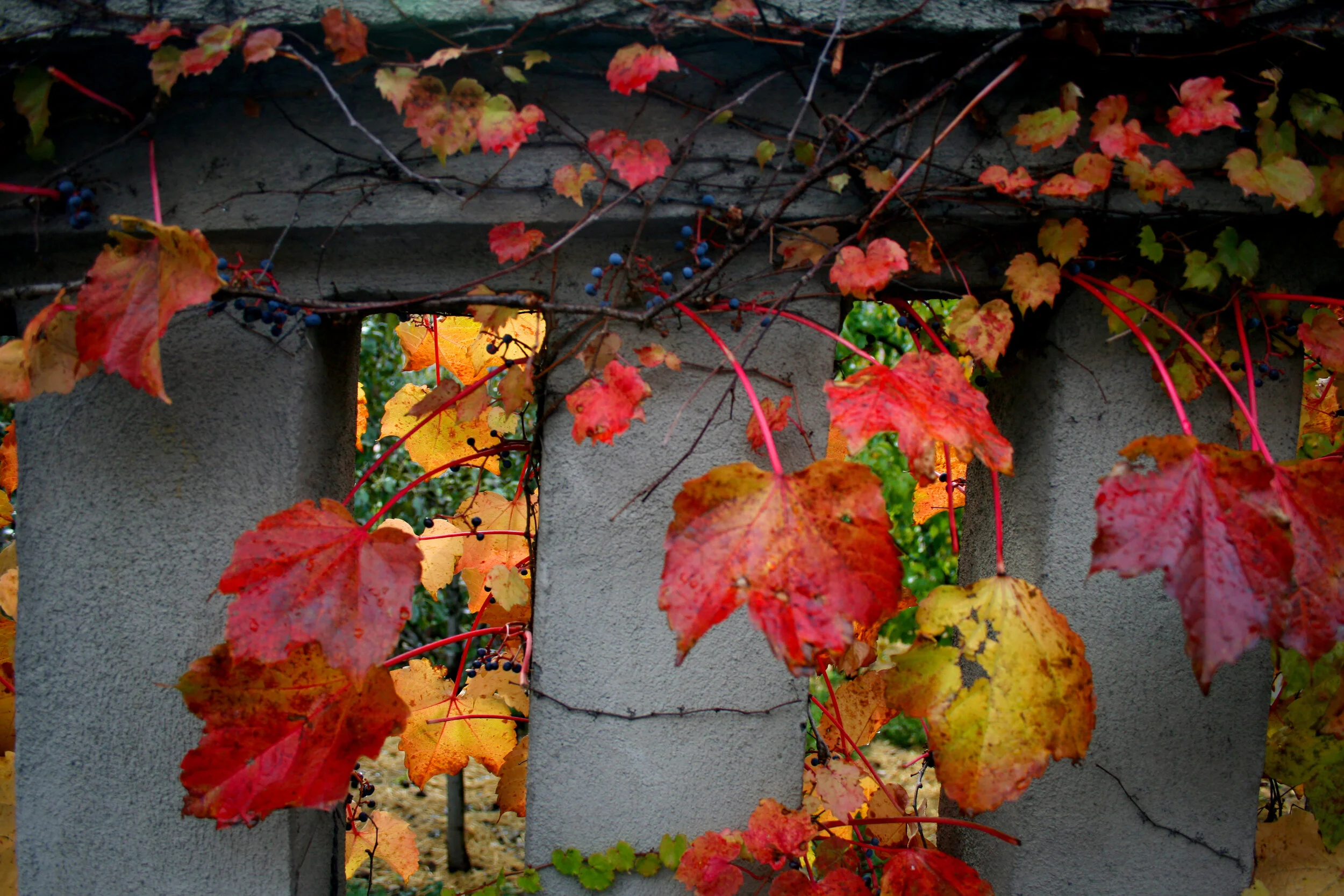 montreal leaves.jpg