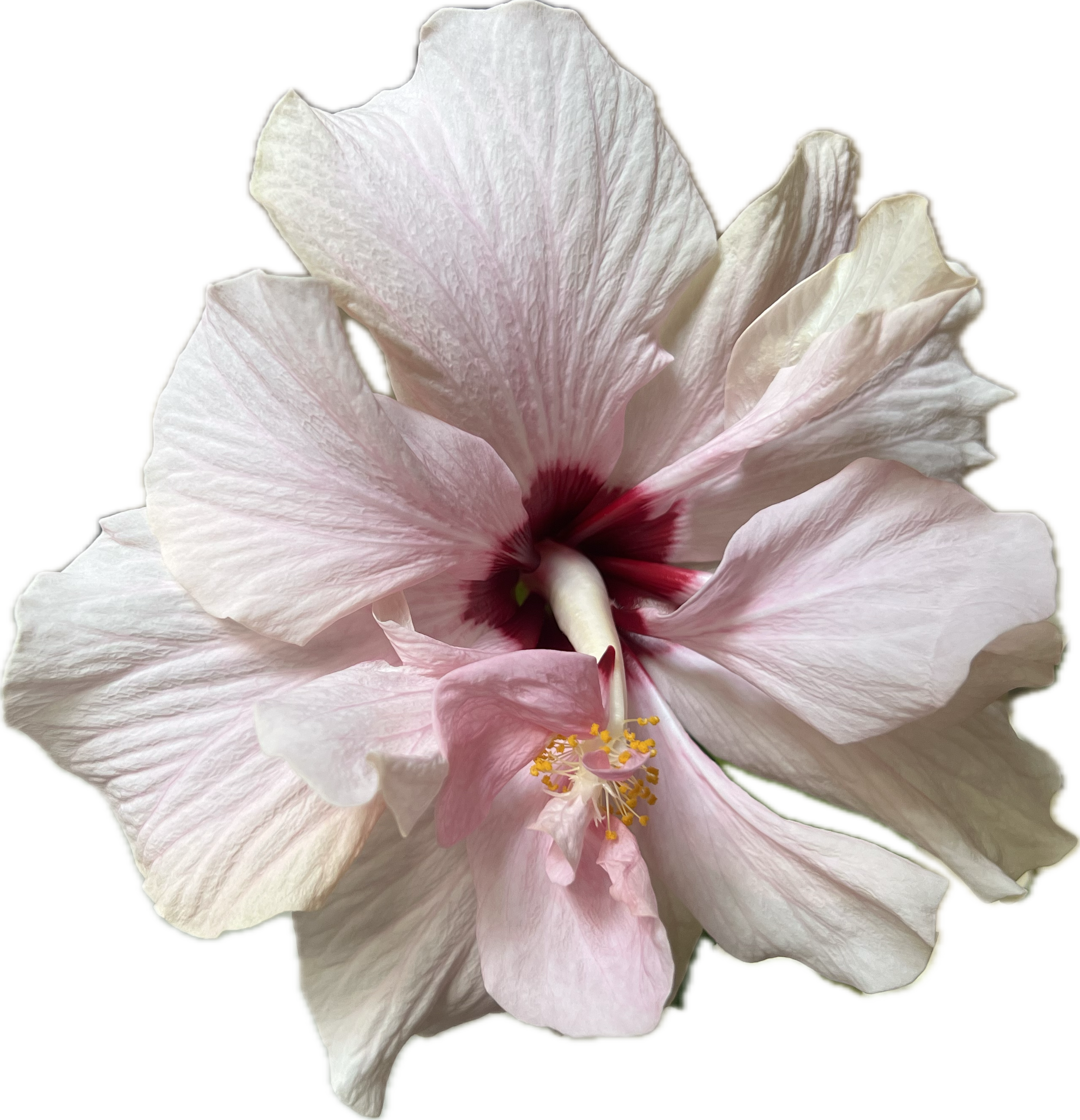 En blomst - hengivelse til solen og lyset