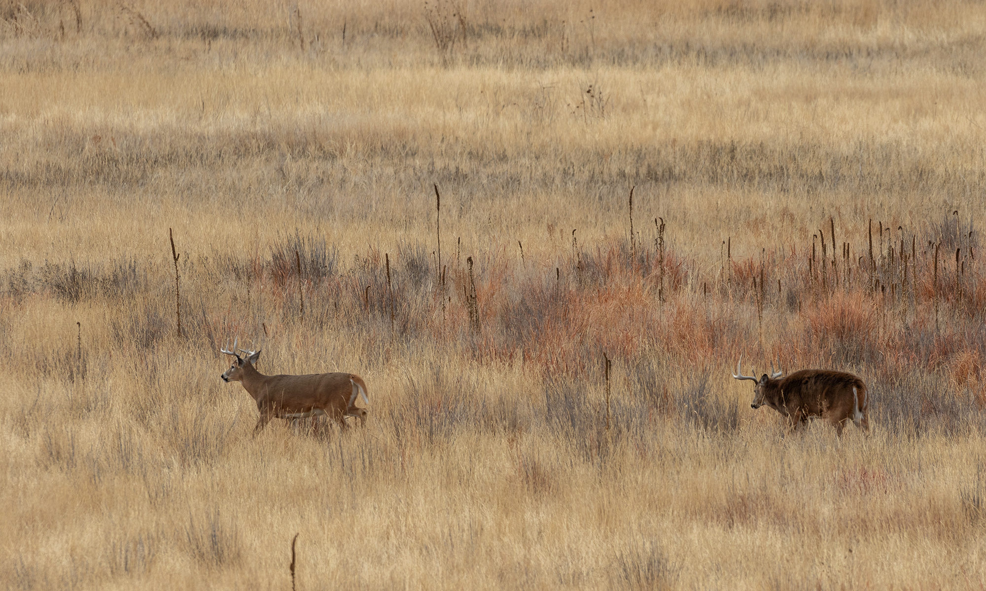 WILDLIFE CONSULTING