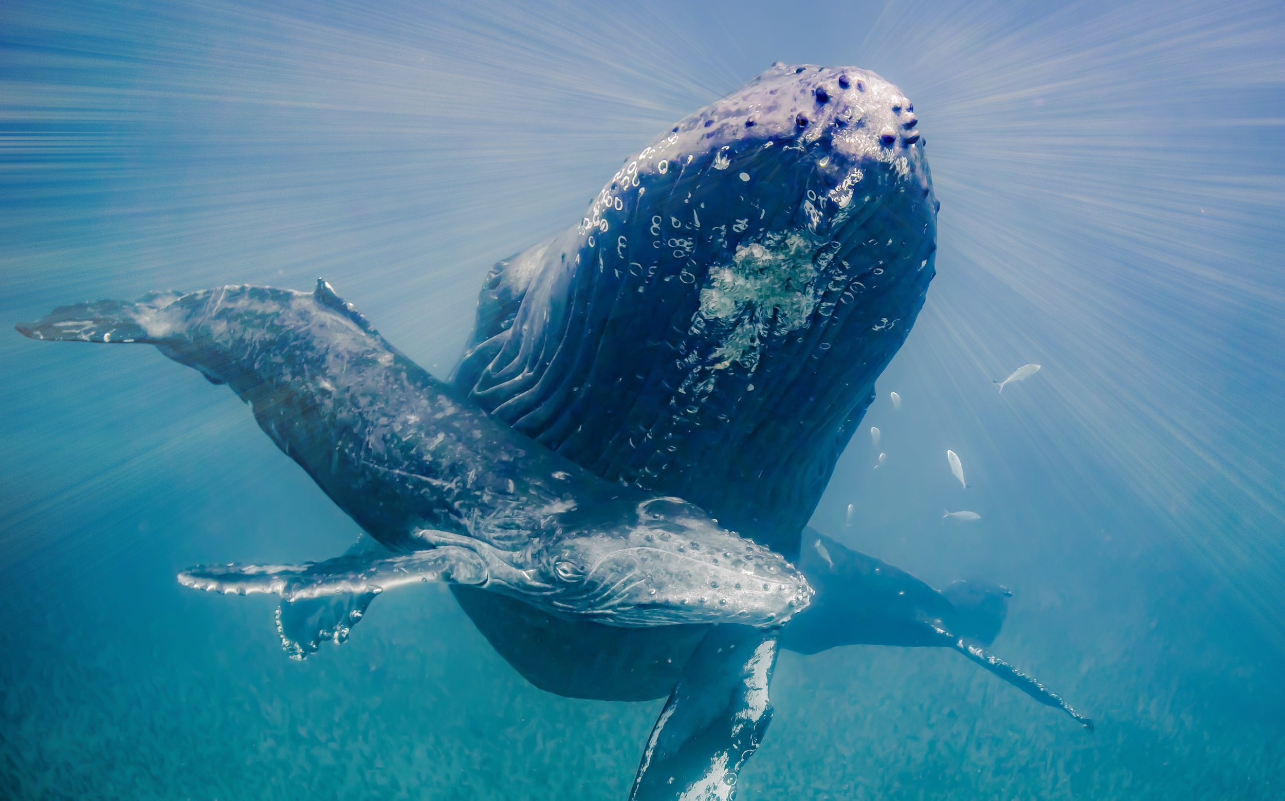 Conscious Waves Holistic Healing Whale Watch - Aug 10th 2:00-Rye, NH