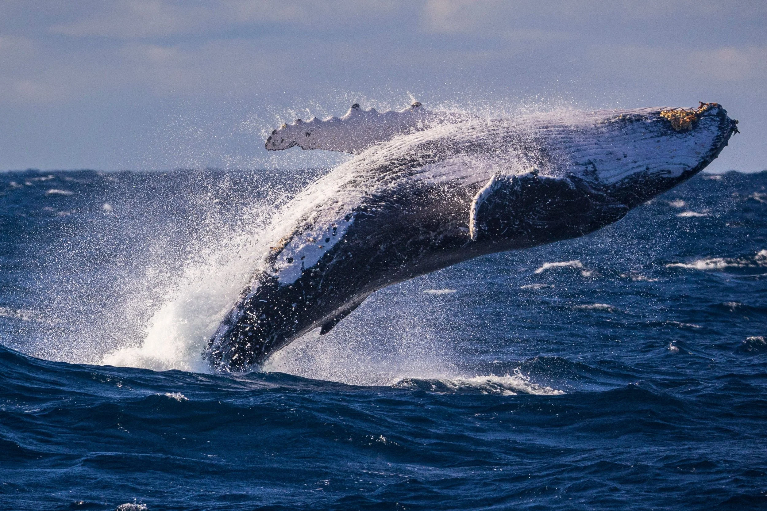 adult-humpback-whale-breaching-off-sydney-austral-2026-01-05-00-03-32-utc.jpg