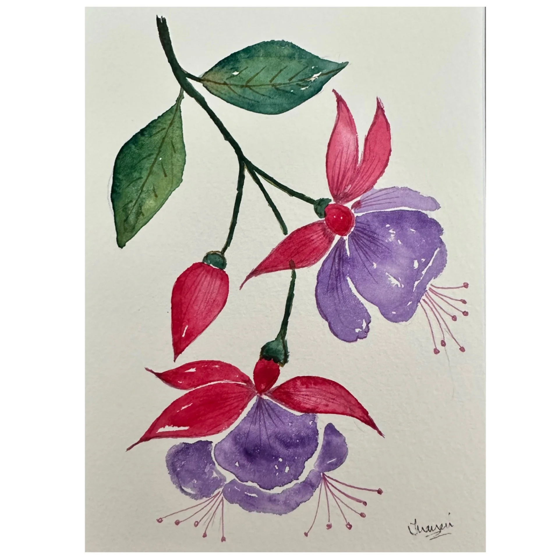Fuschia_1