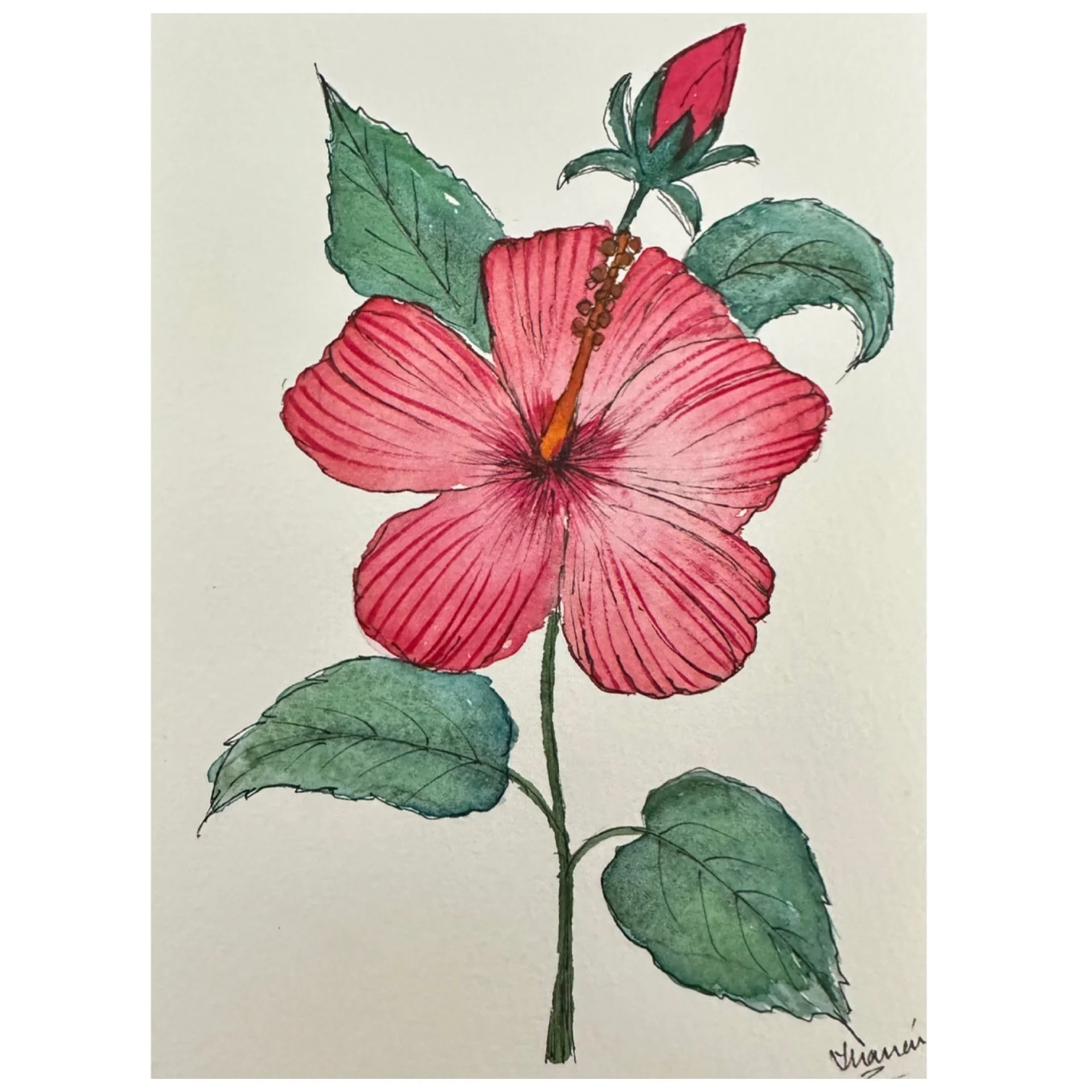 Hibiscus 