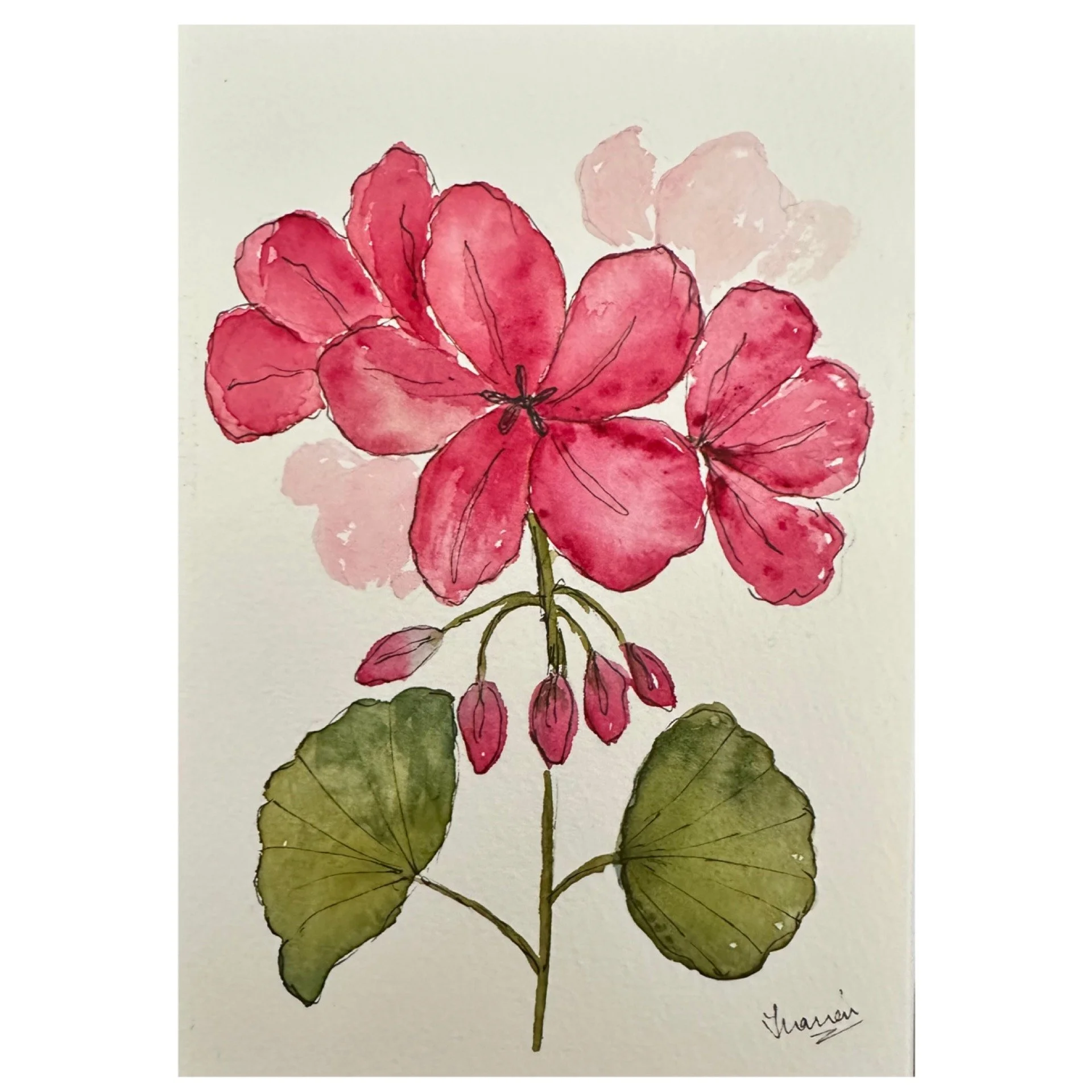 Geranium_red
