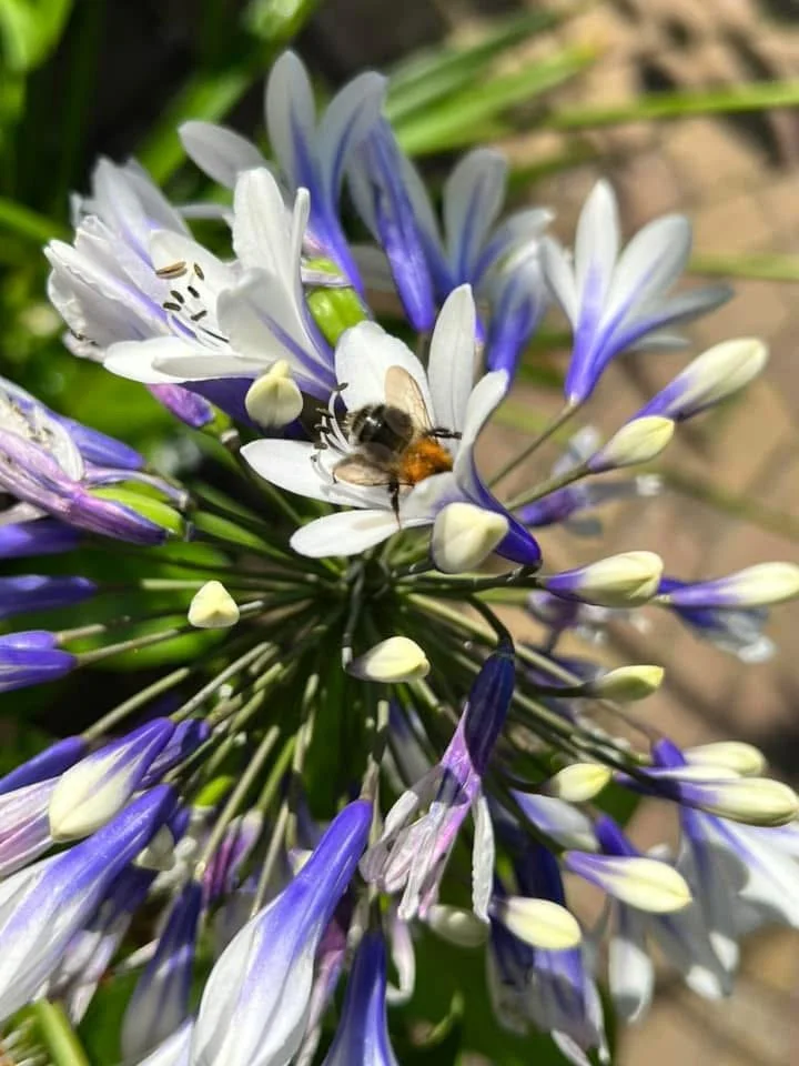 Agapanthus, down memory lane!