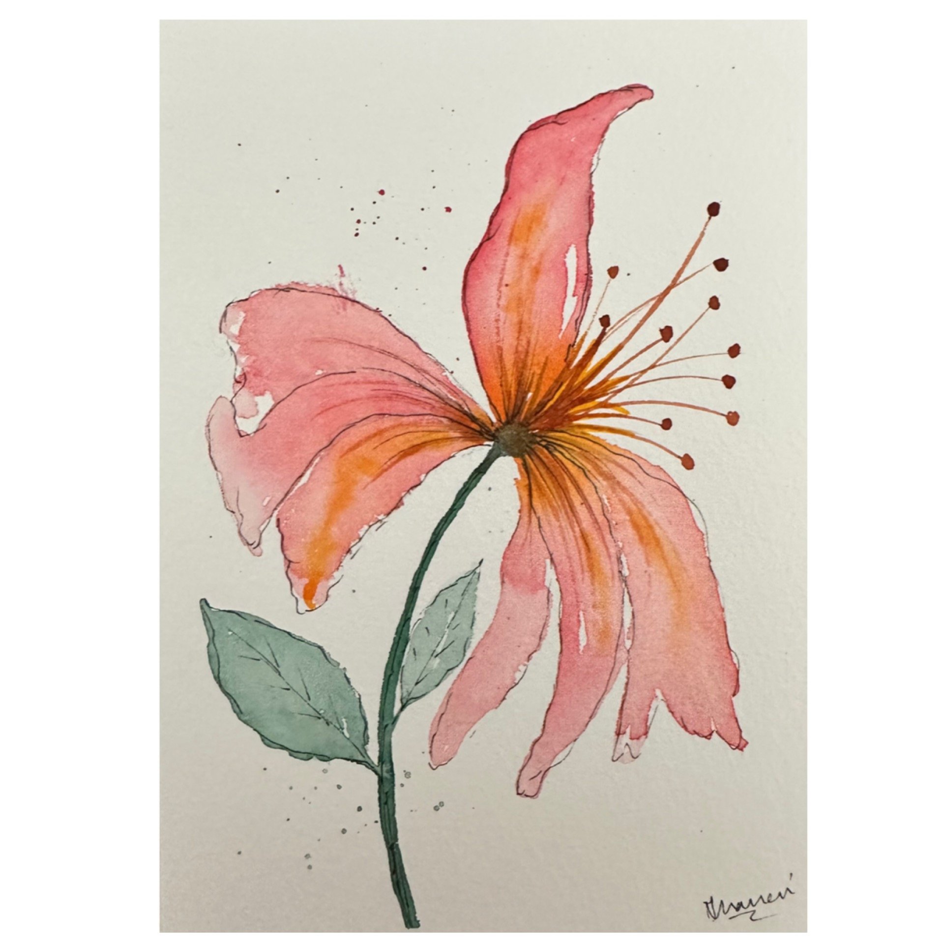 Lily_salmon coloured 