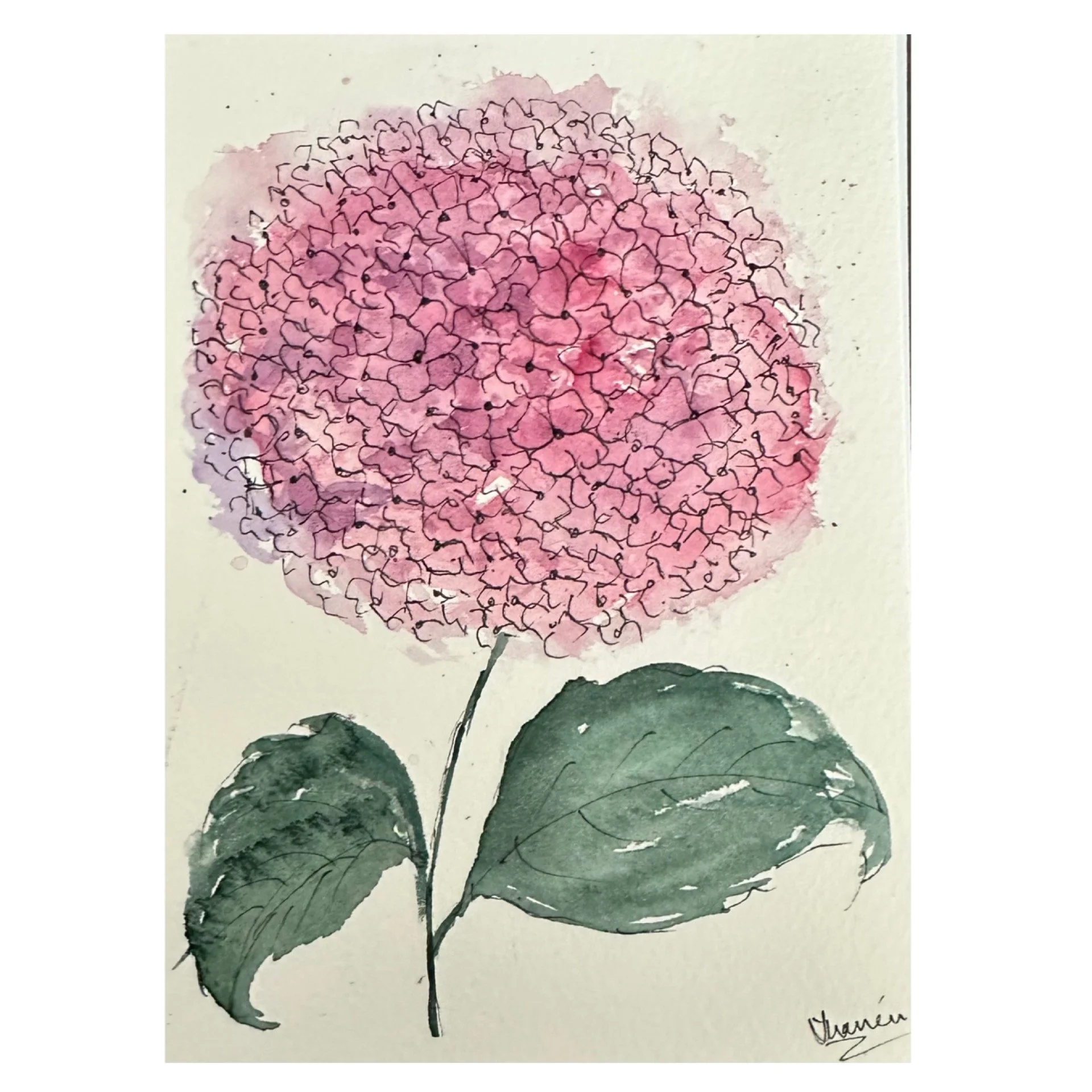 Hydrangea_pink 