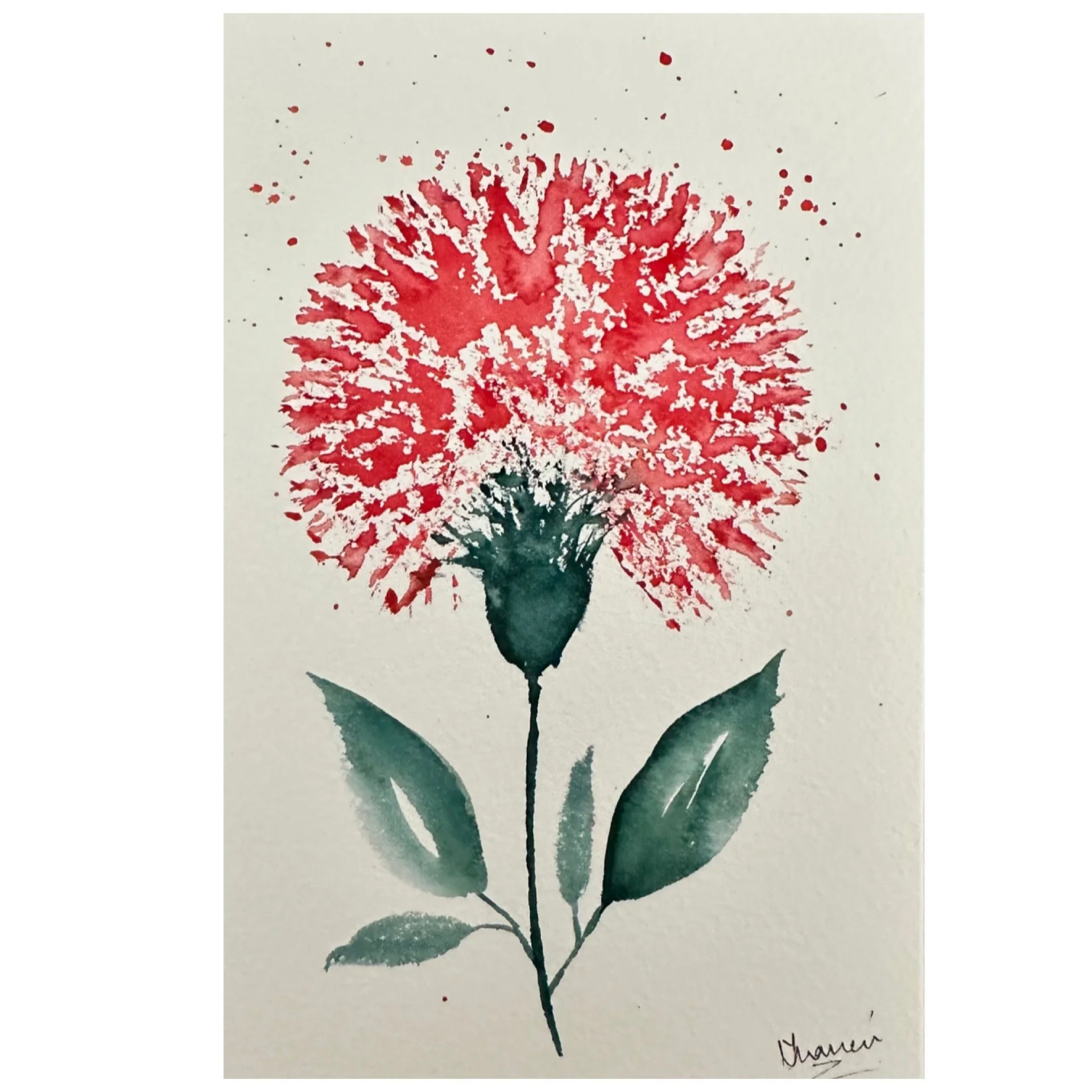Carnation_red