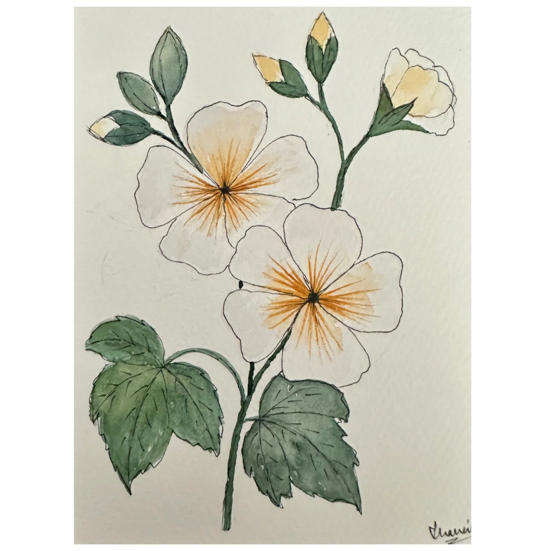 Geranium_white 