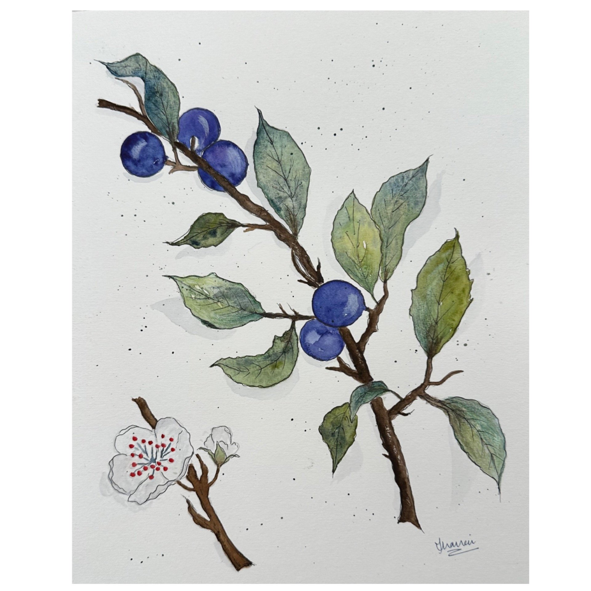 €50; Plums (Watercolour and Pen; 24x30cm; Clairefontaine; Cold Pressed)