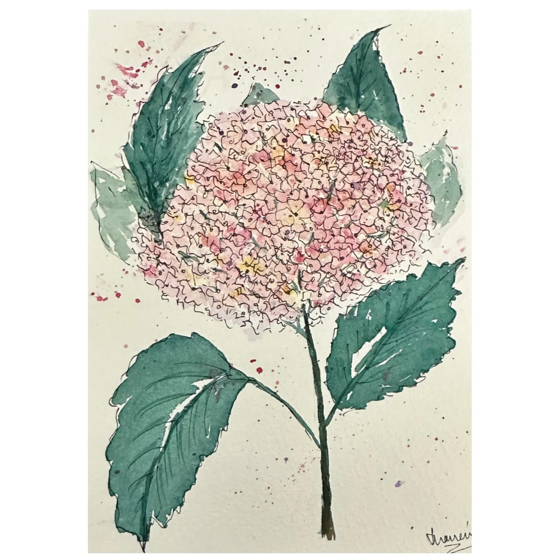 Hydrangea_light pink