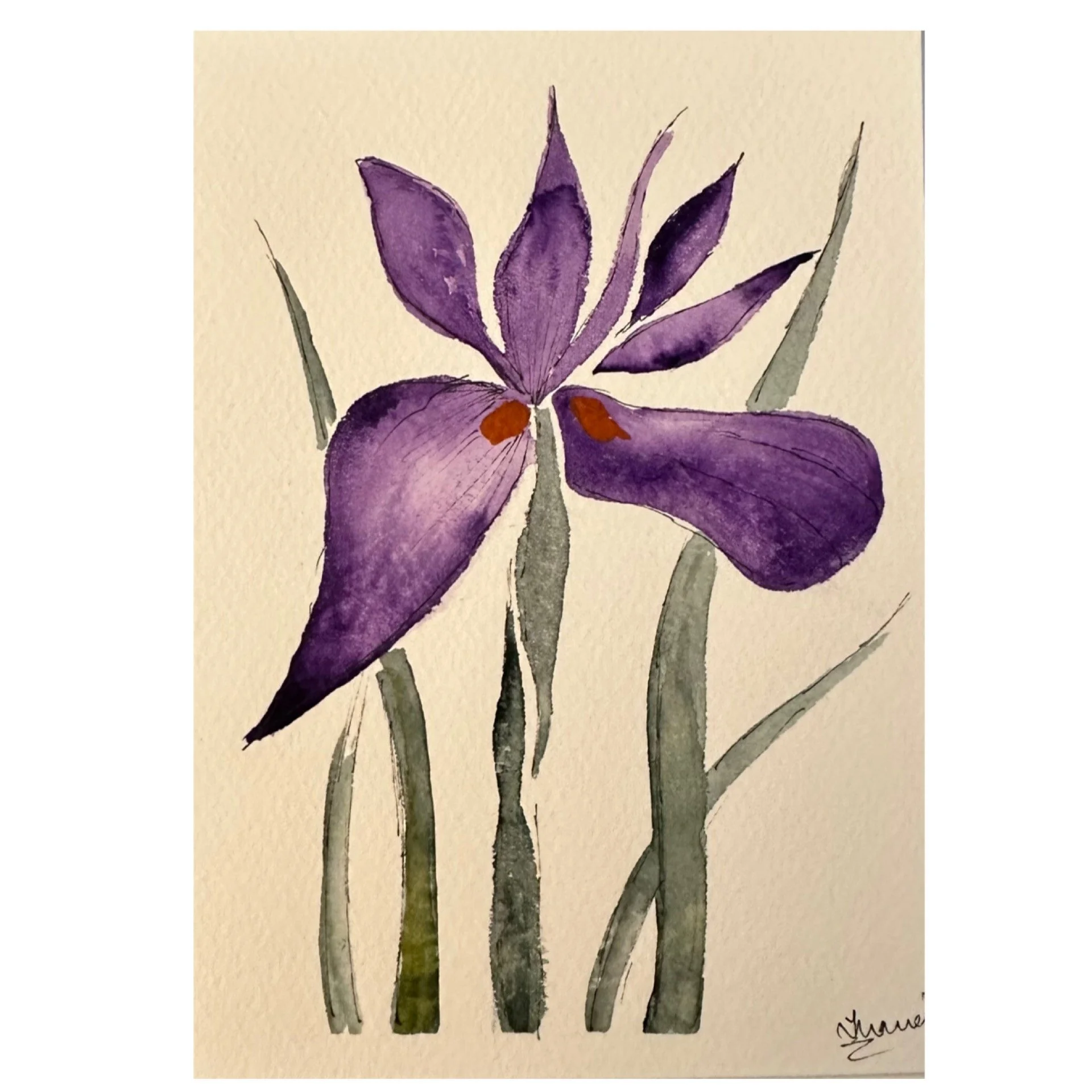Purple Iris 
