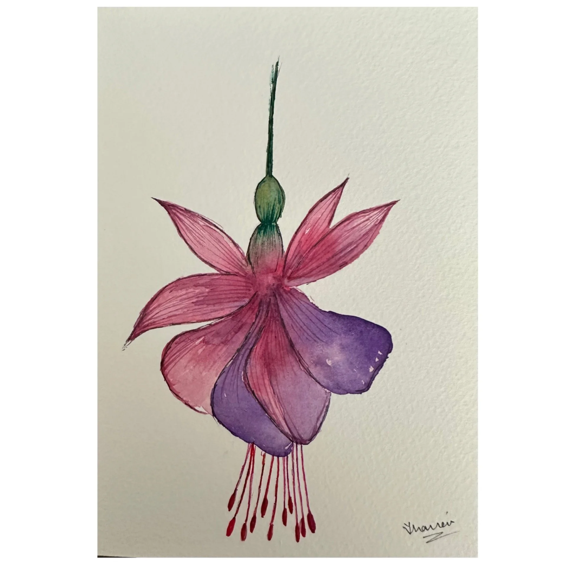 Fuschia_1