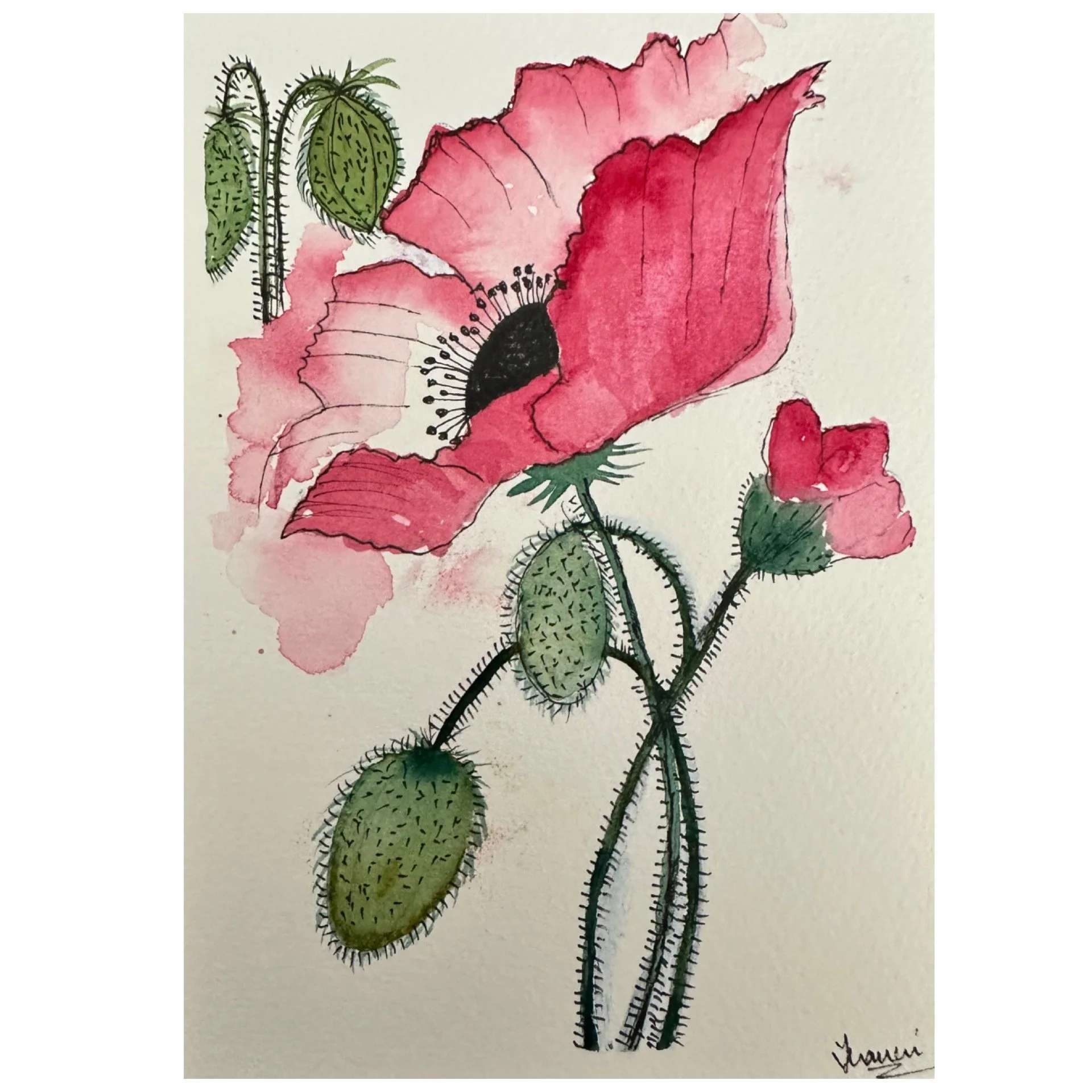 Poppies_pink 