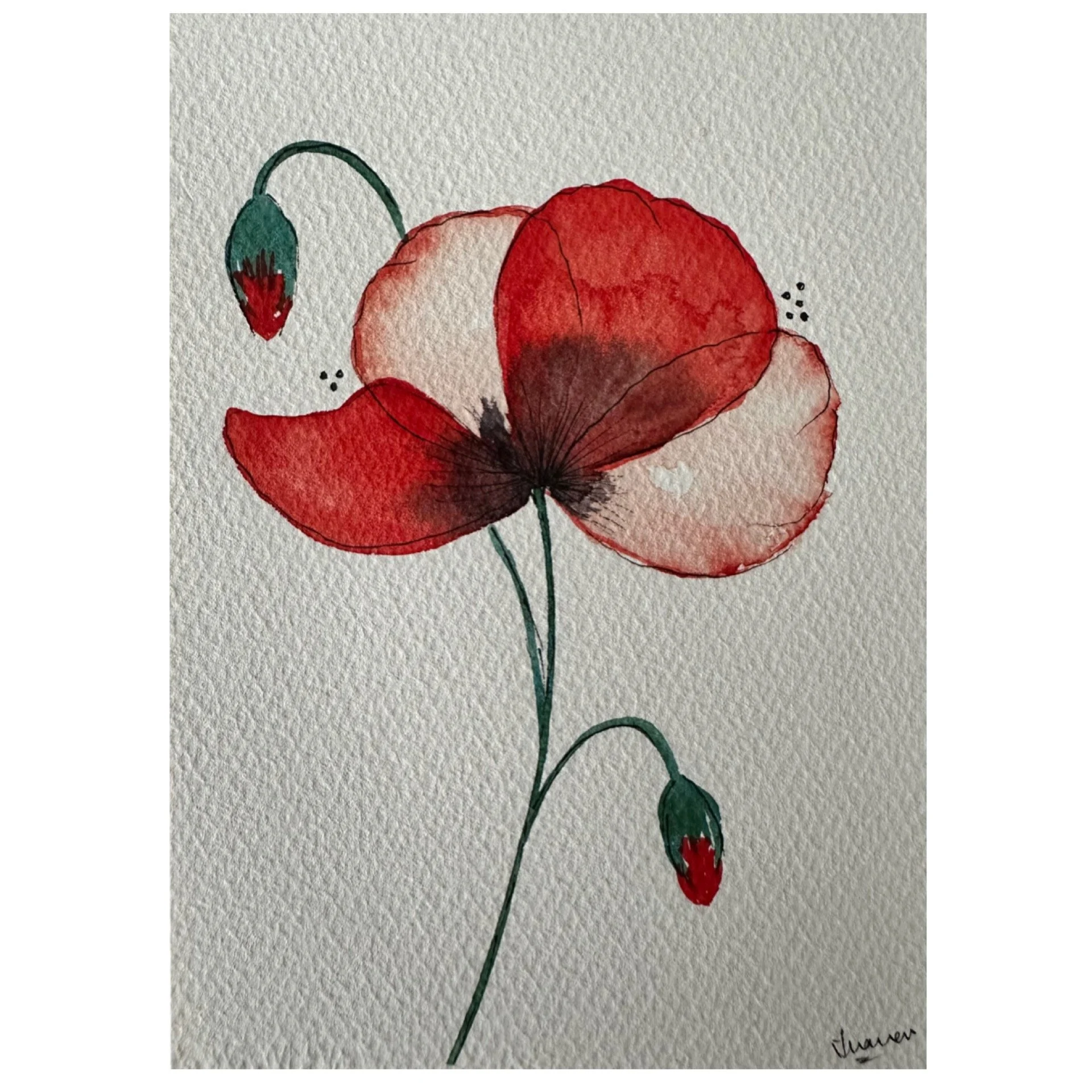 Poppies_6
