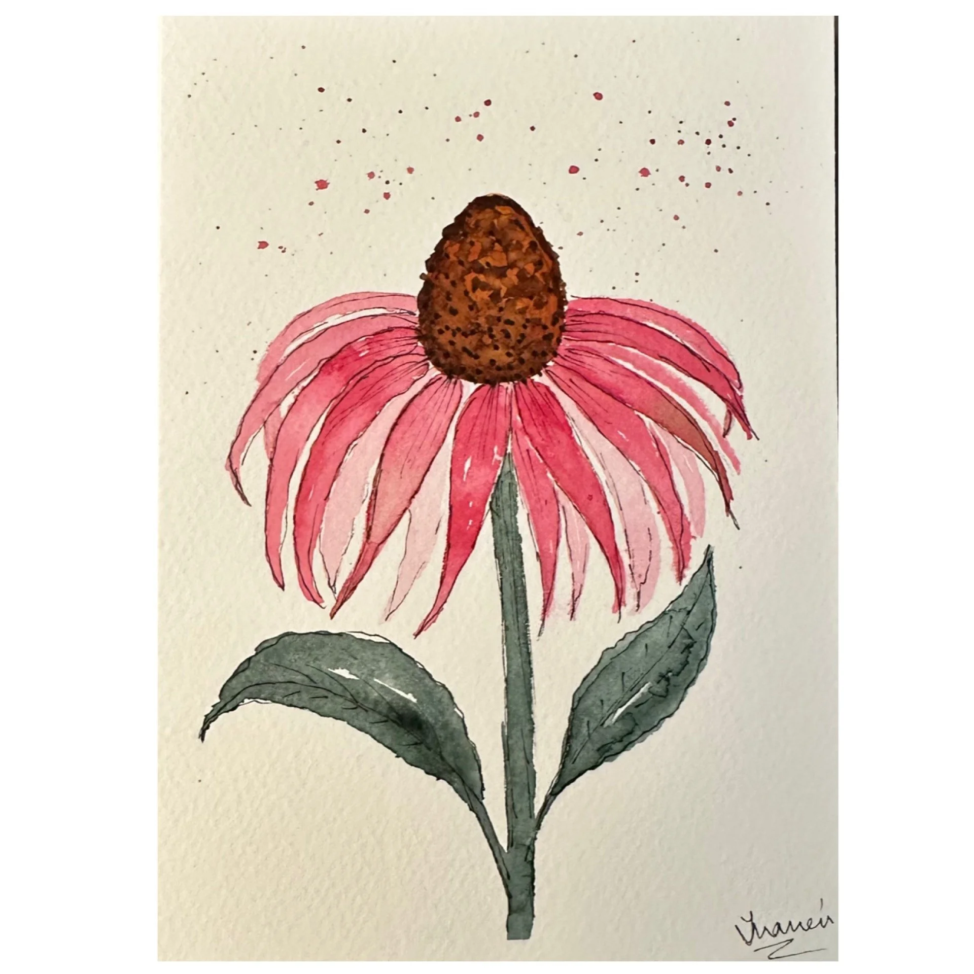 Echinacea 