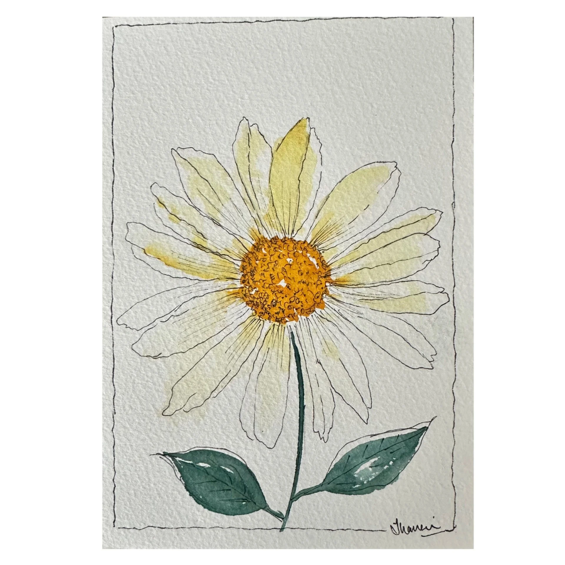 Daisy_yellow