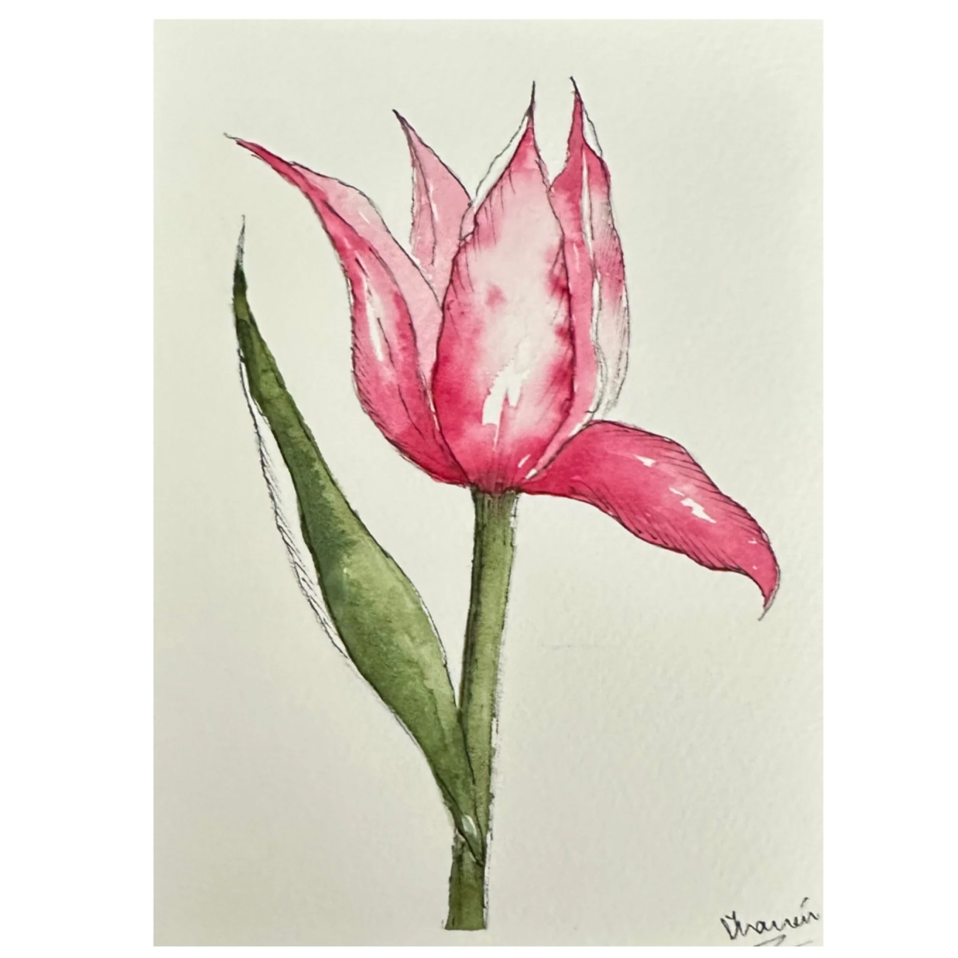 Tulip_pink