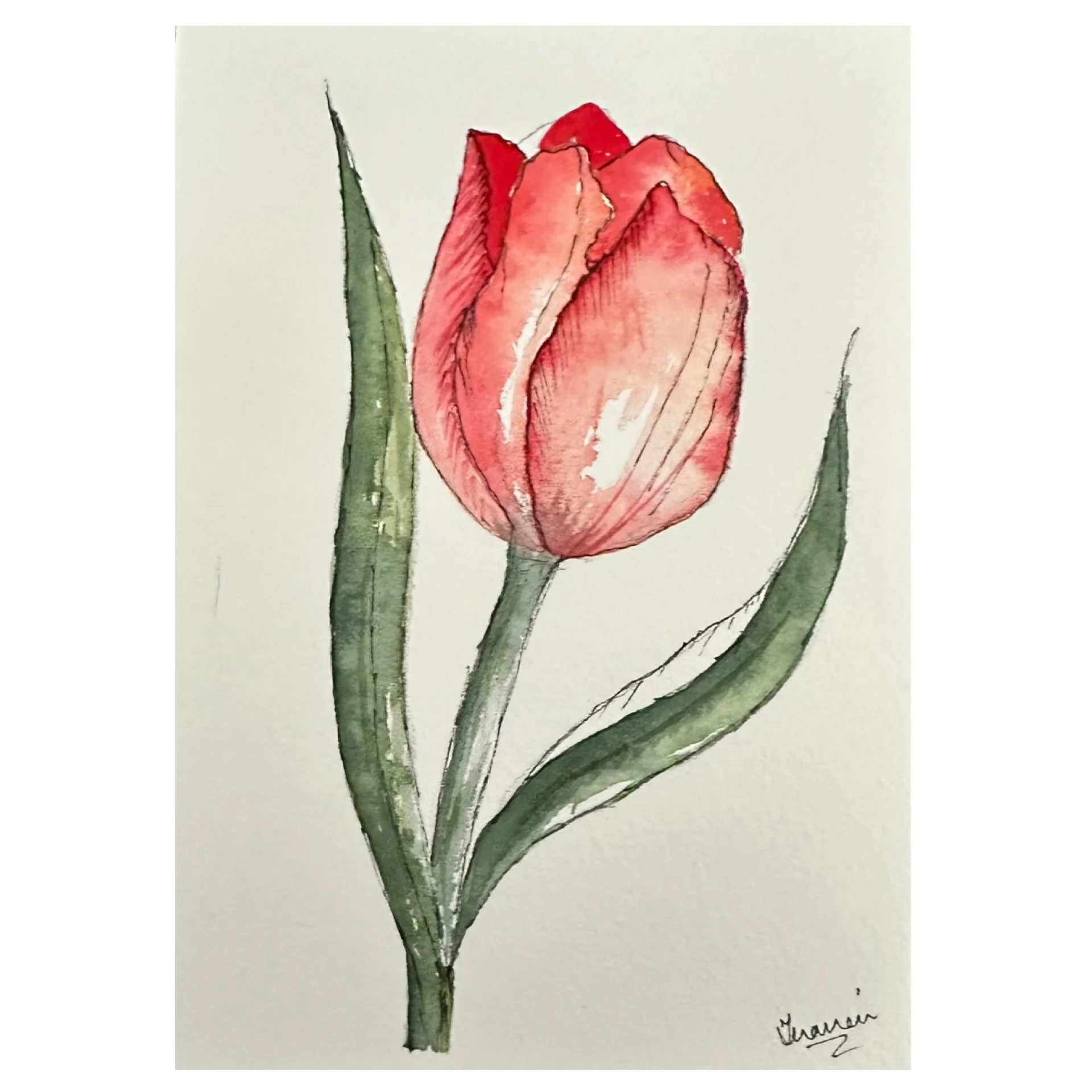Tulip_red