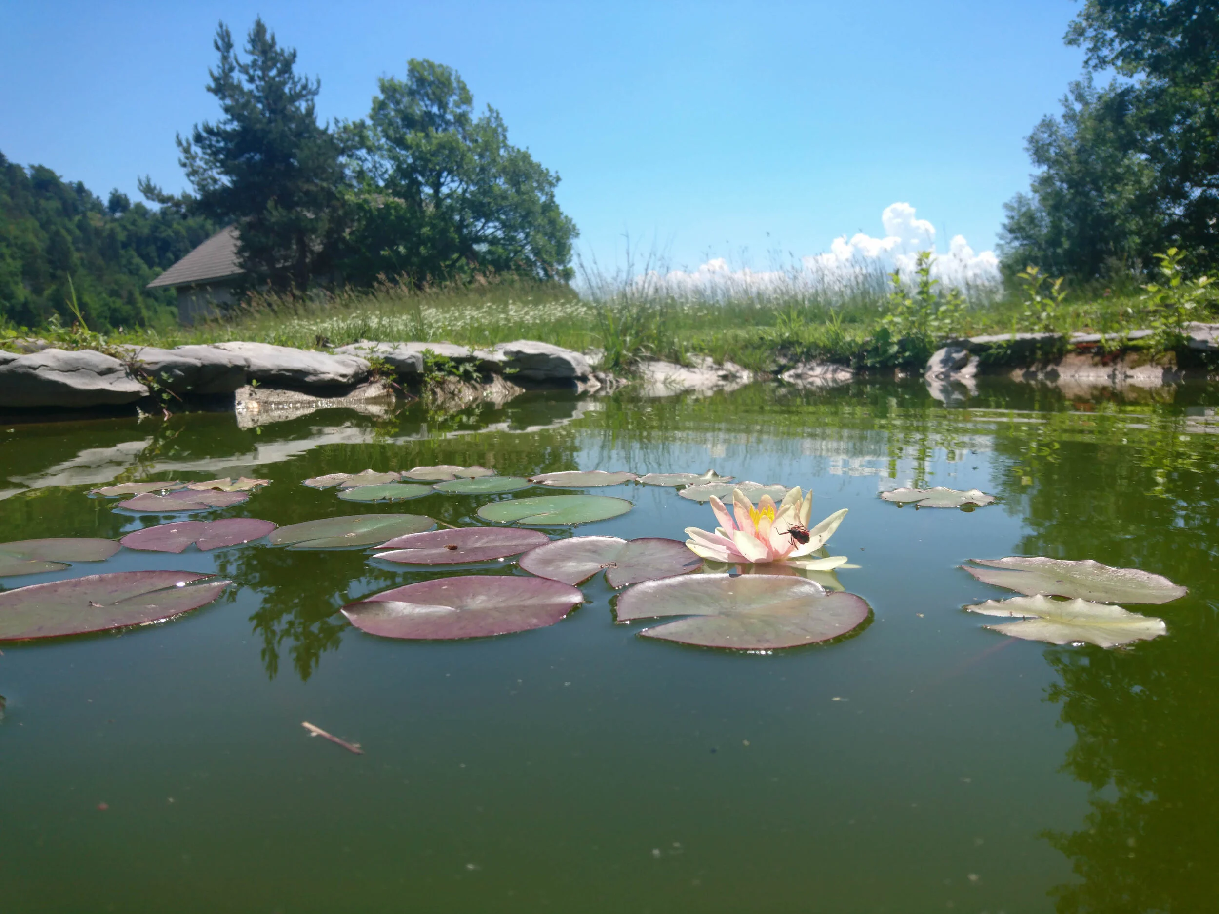 Pond with lily pads, gold fish, frogs and other life.