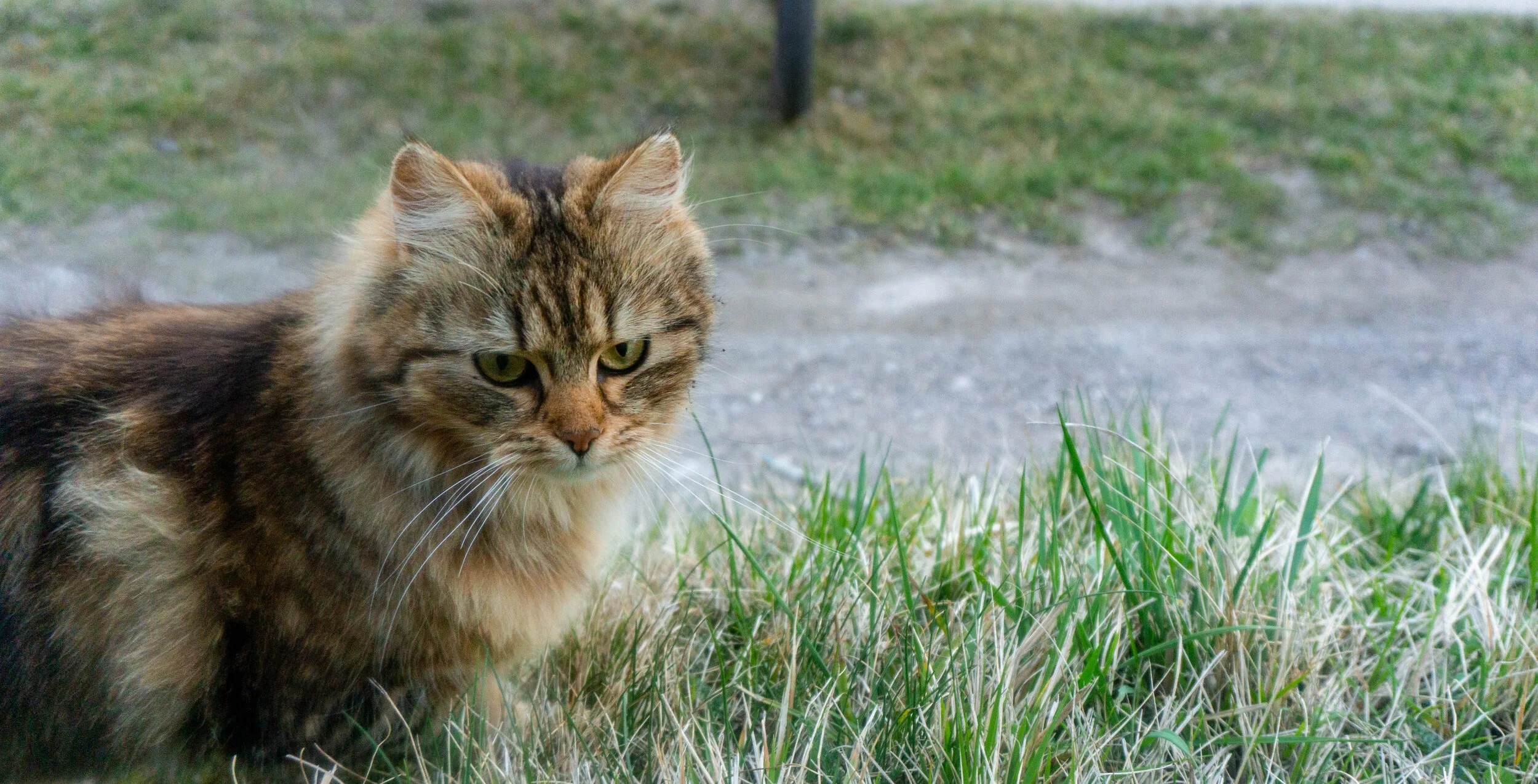 Our barn cat Sif.
