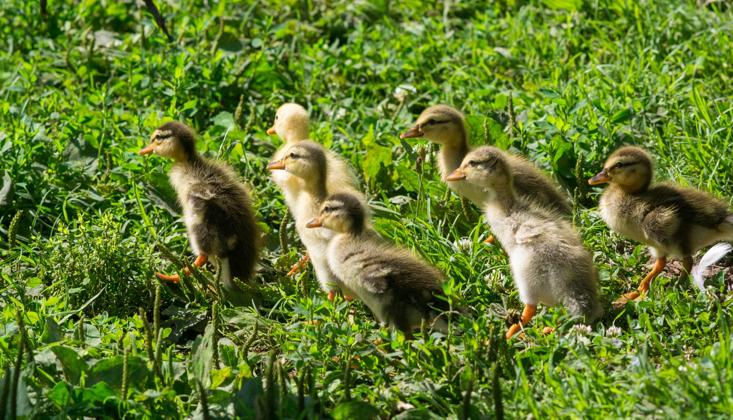 Baby ducks running around in the grass.