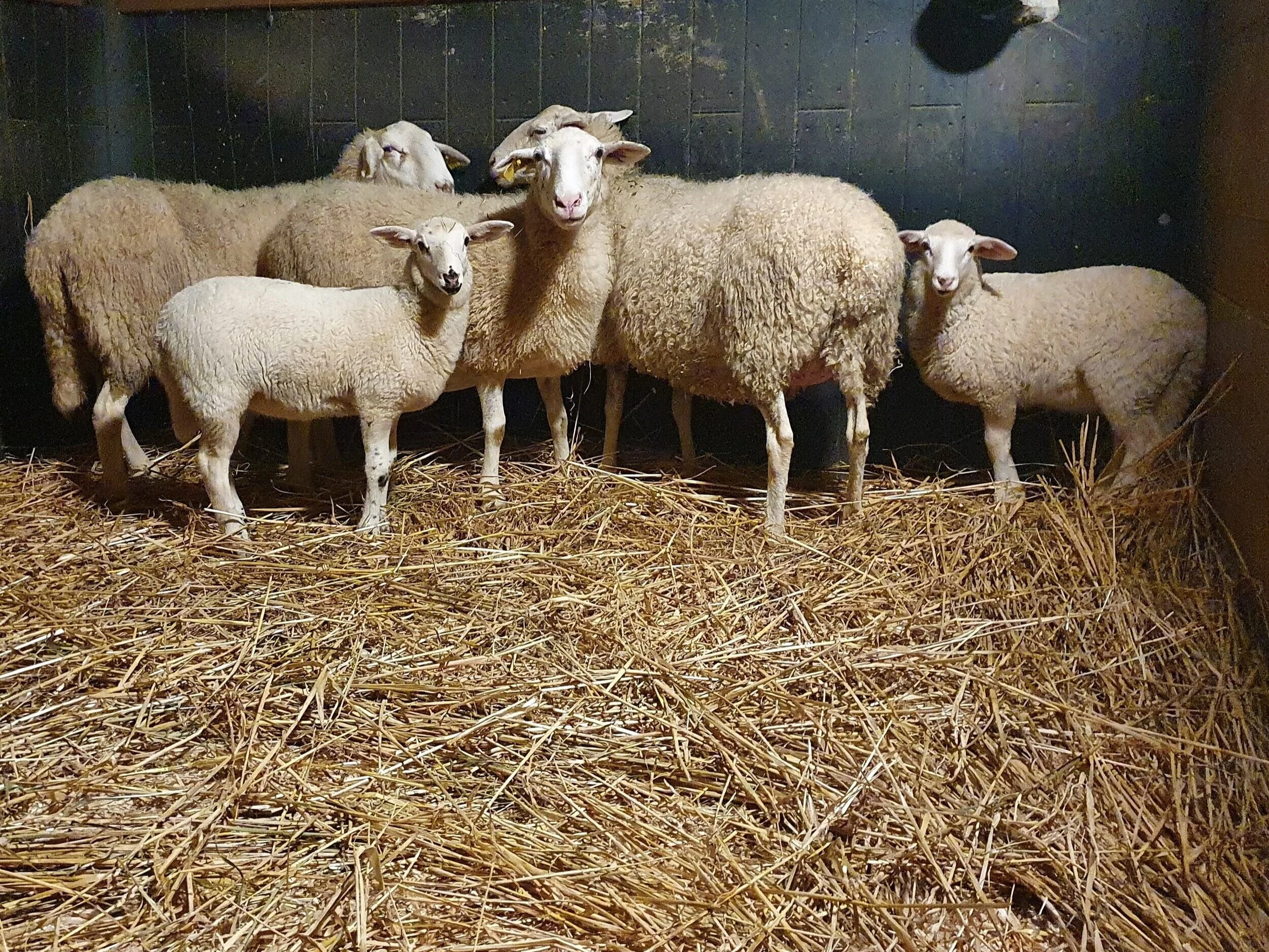 Our sheep gathered in the barn