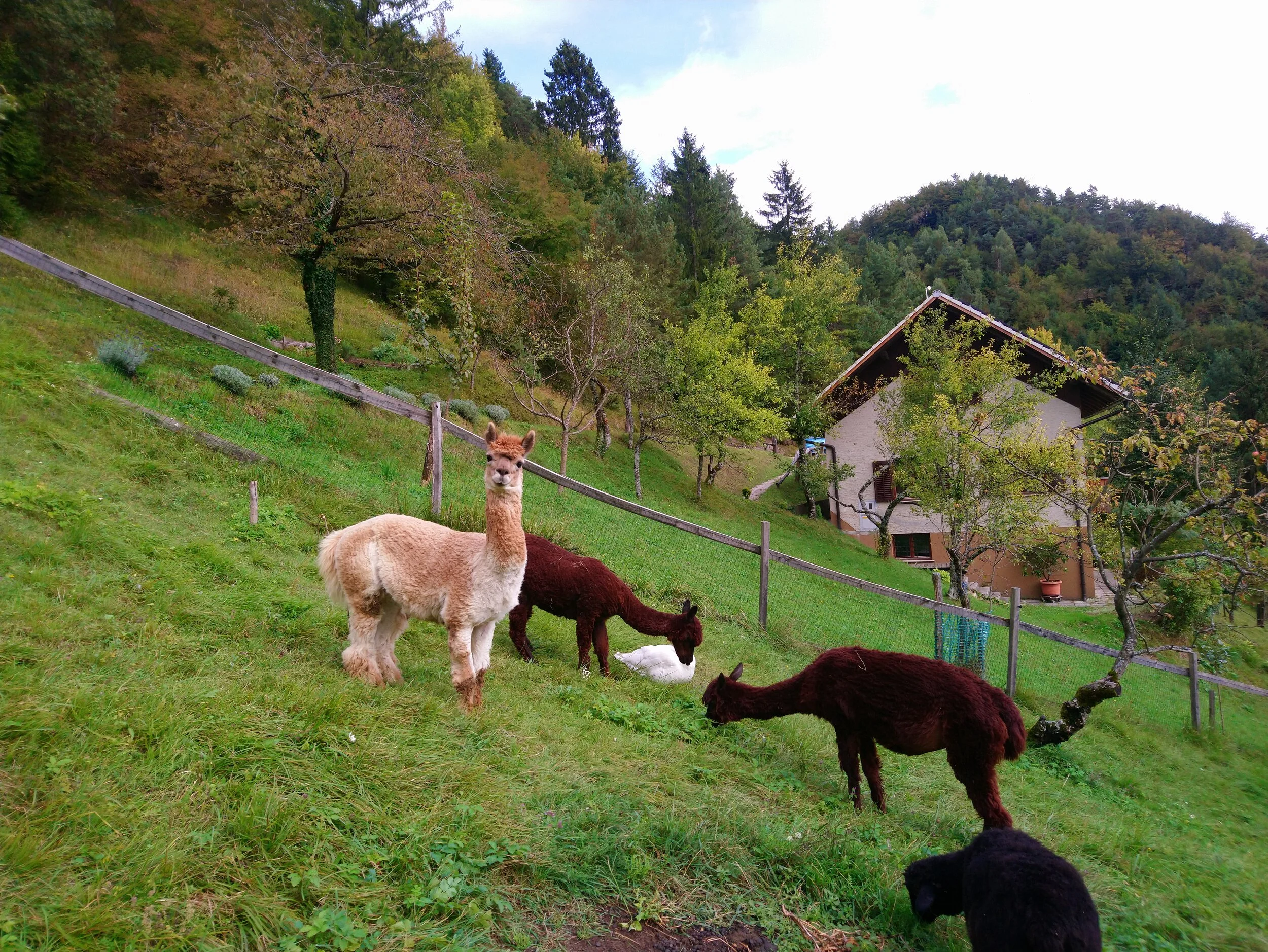 Alpacas in front of our Pr' Popr accommodation.