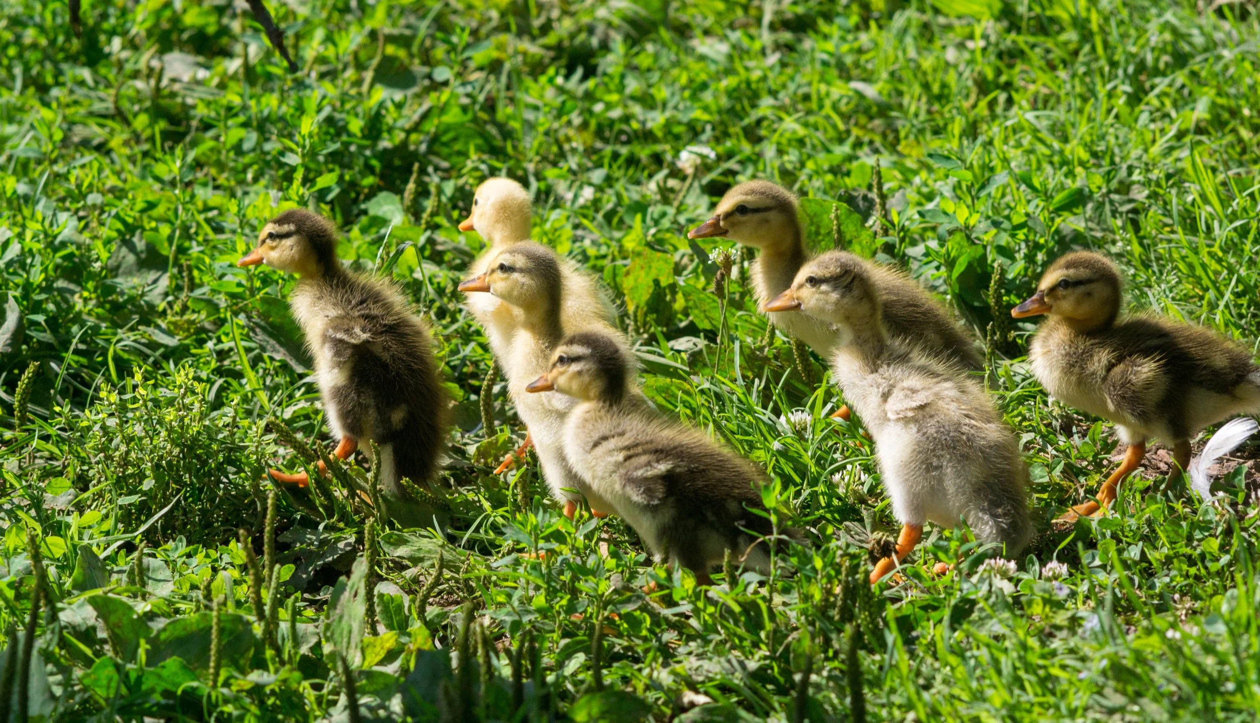 Little ducklings running through grass