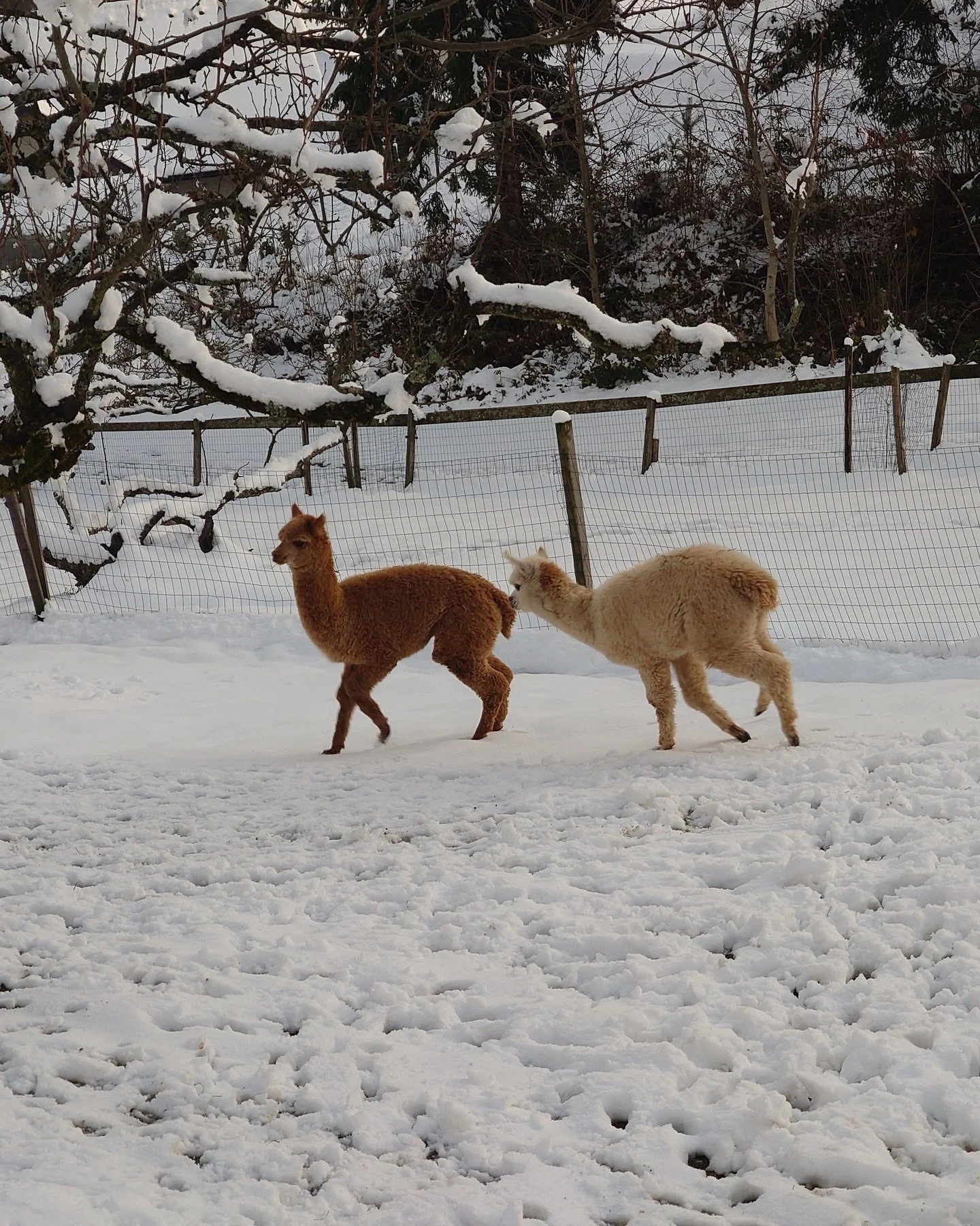 While the older alpacas are not the fan of winter weather and snow. The little ones are absolutely enjoying to run around in the snow. It is a joy to watch them.

#alpaca #cuteanimals❤️ #snowdays #babyalpaca #alpacafarm #smallfarm #slovenia #alpacaso
