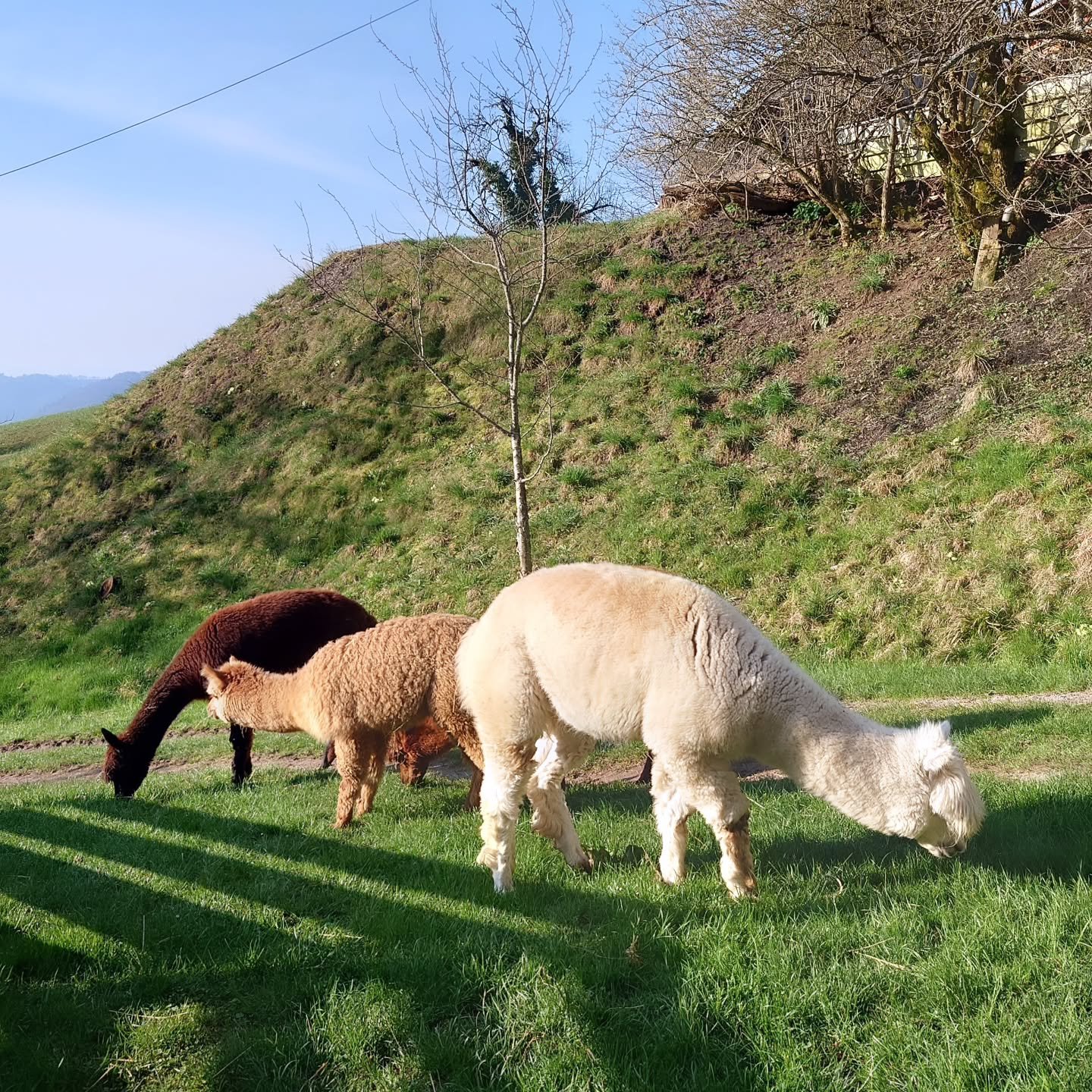 Our alpaca family is enjoying the spring grass and basking in the still cool sun.

#alpacas #smallbusiness #cutealpacas #alpacafarm #slovenia