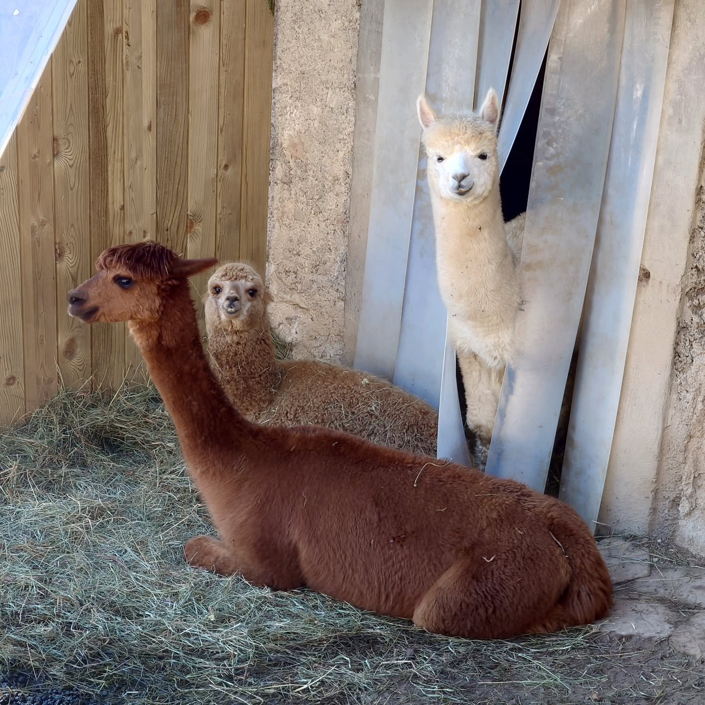 Trying to capture a cute family photo of our alpacas, but they can't help themselves with their funny faces. 🦙😋

#alpacas #alpacafamily #smallfarm #cutealpacas #farminthehills