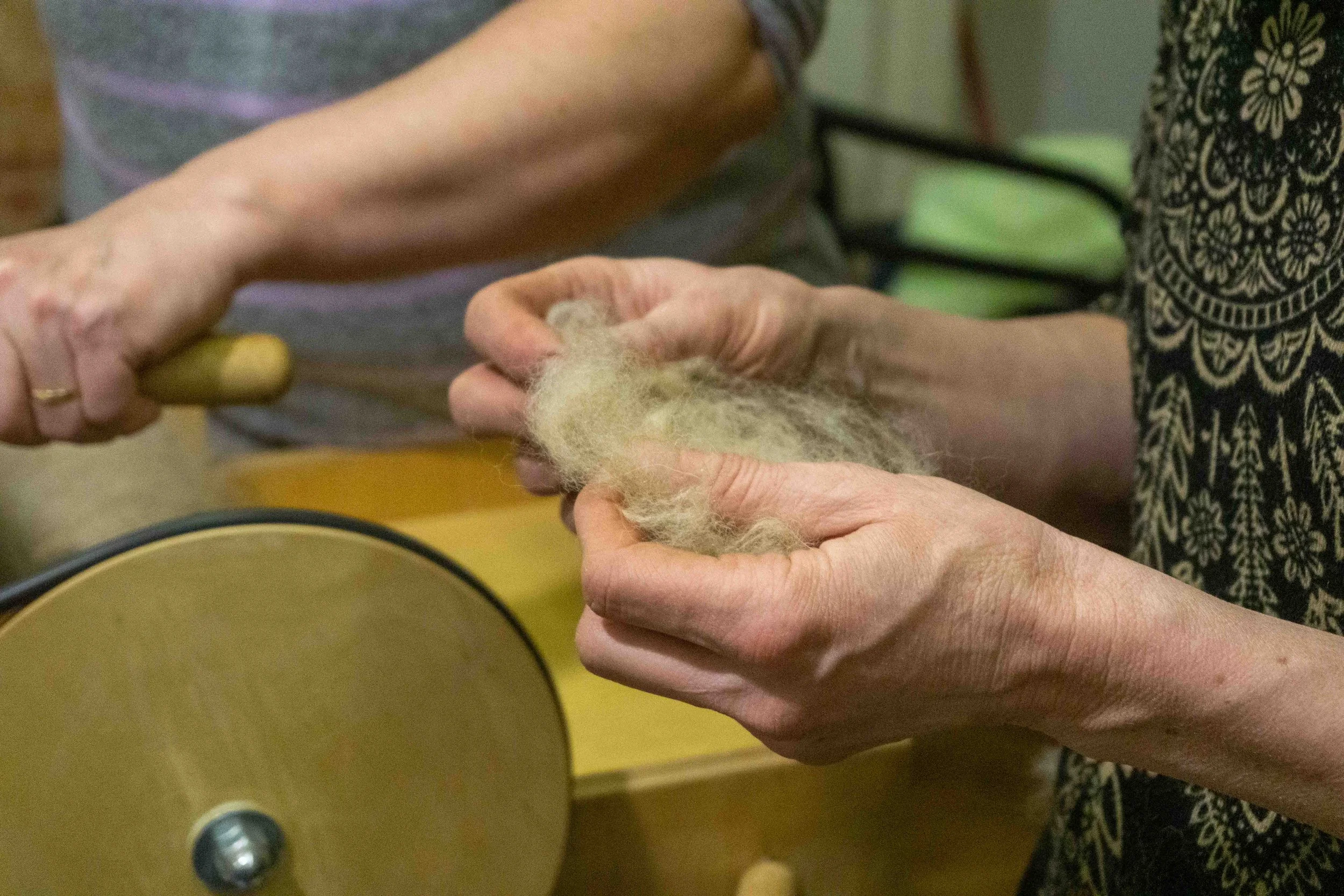 Hands holding and examining a fluffy piece of sheep wool.