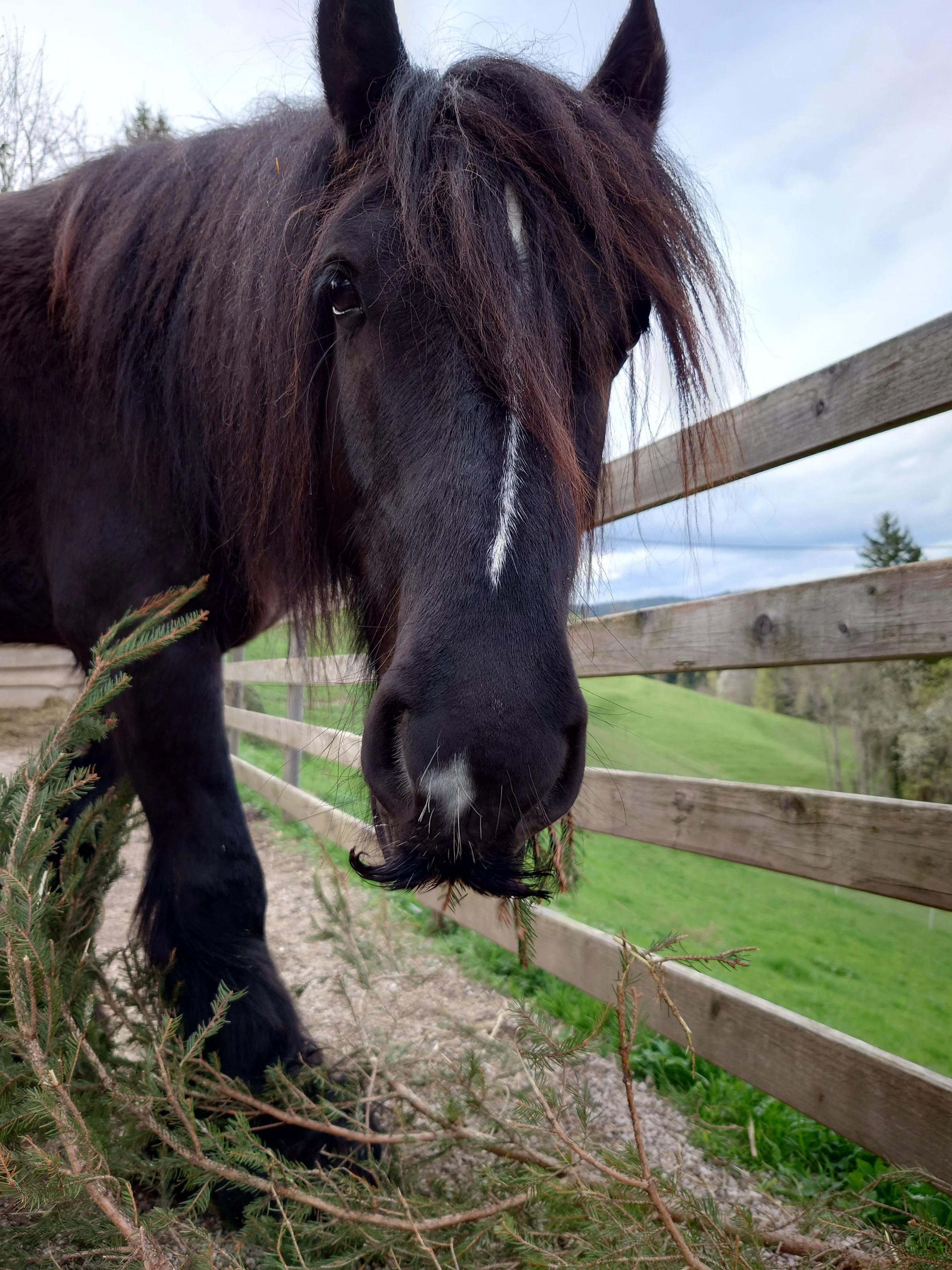 Kelpie, our other horse, with his glorious mustache
