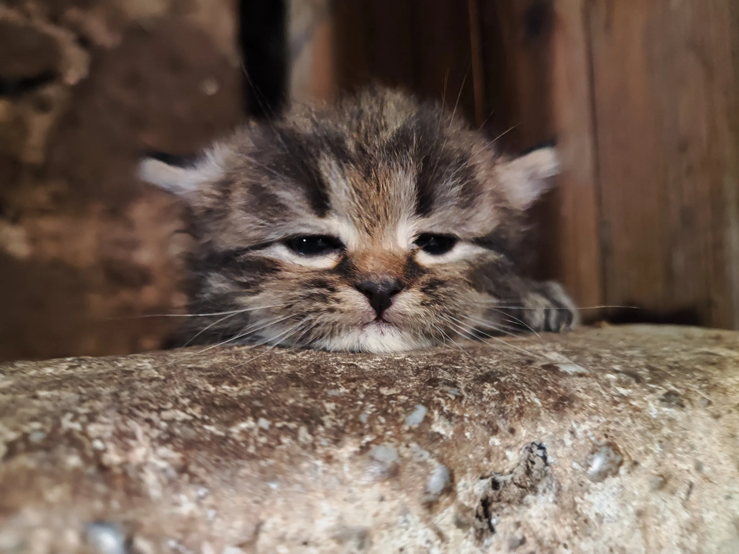 A close-up of a tabby kitten peaking over a stone. The kitten's eyes are partially open, appearing sleepy.