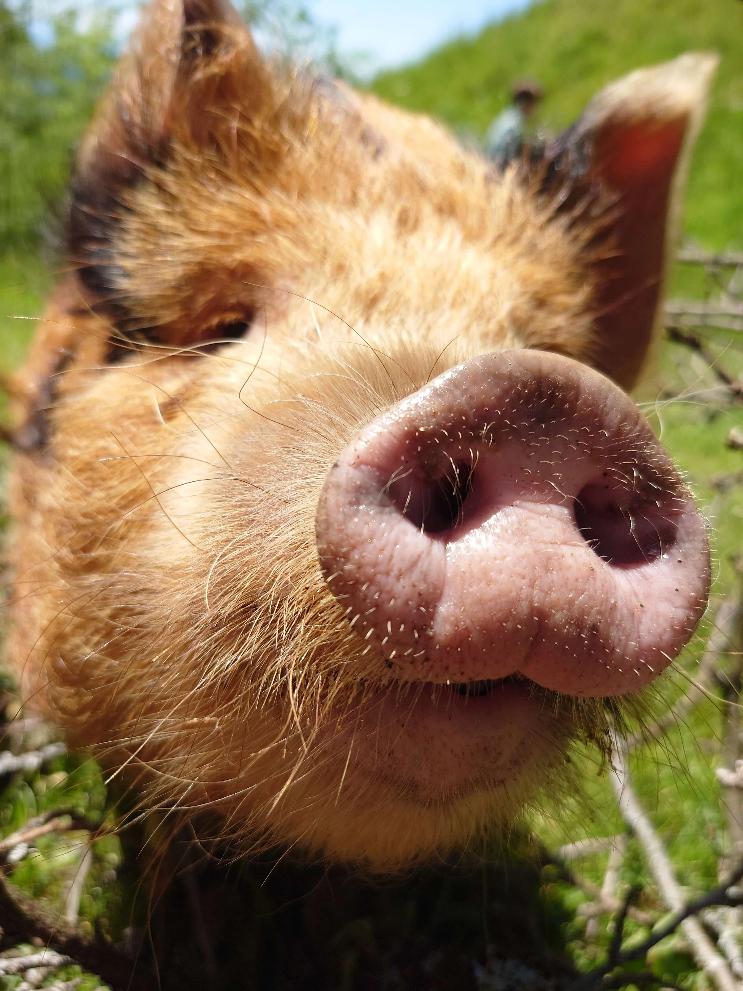 Kun the pig booping the camera