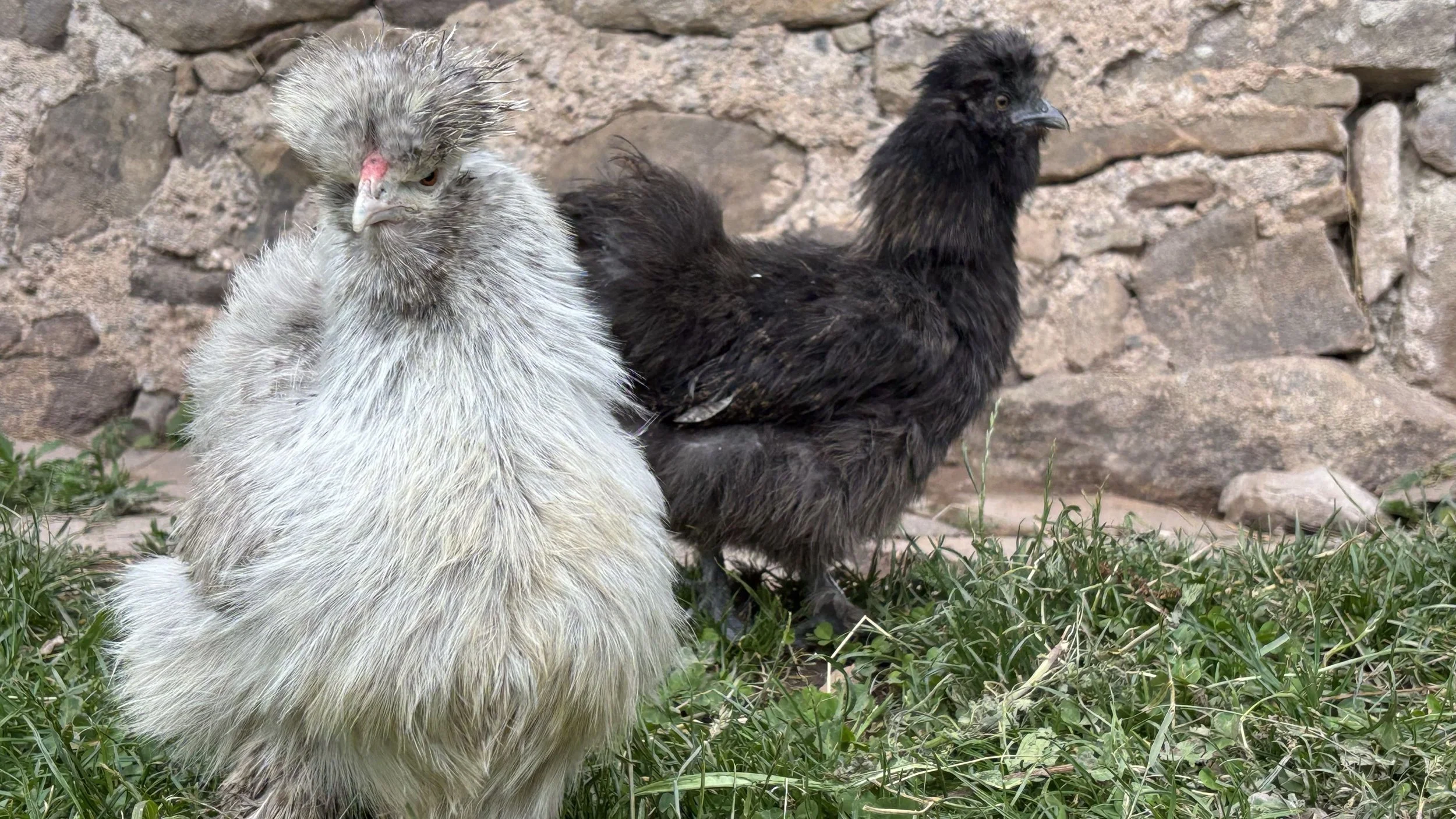 Two young Black and White Silkie chickens standing outdoors near a stone wall and green grass.