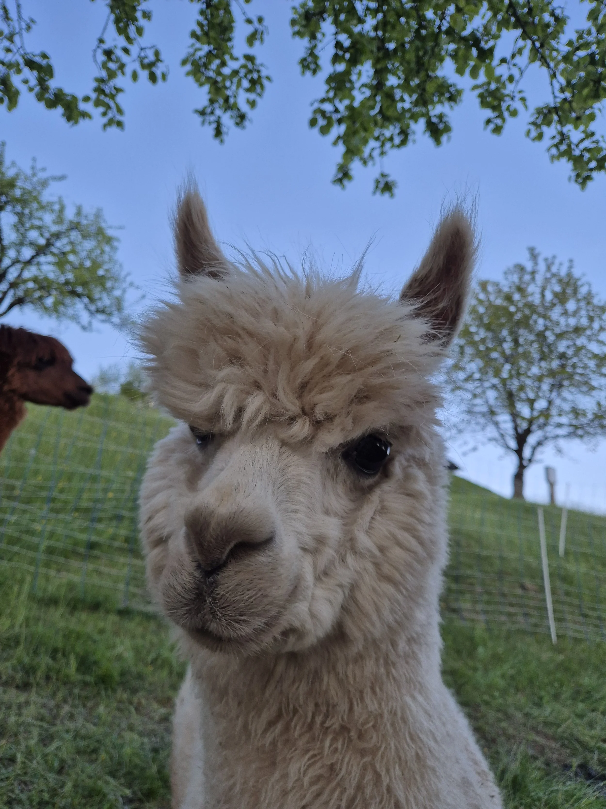 Velbi, alpaca born on our farm in 2024. Son of Beebee and Vel
