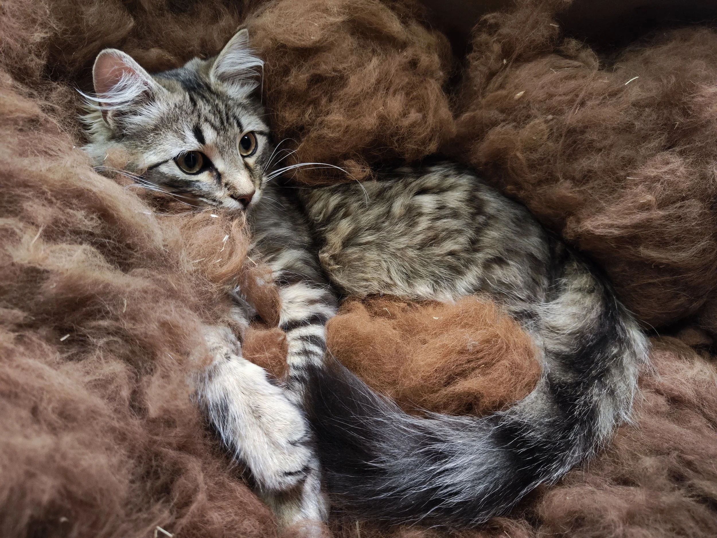Pinu, the son of our barn cat, laying in alpaca wool