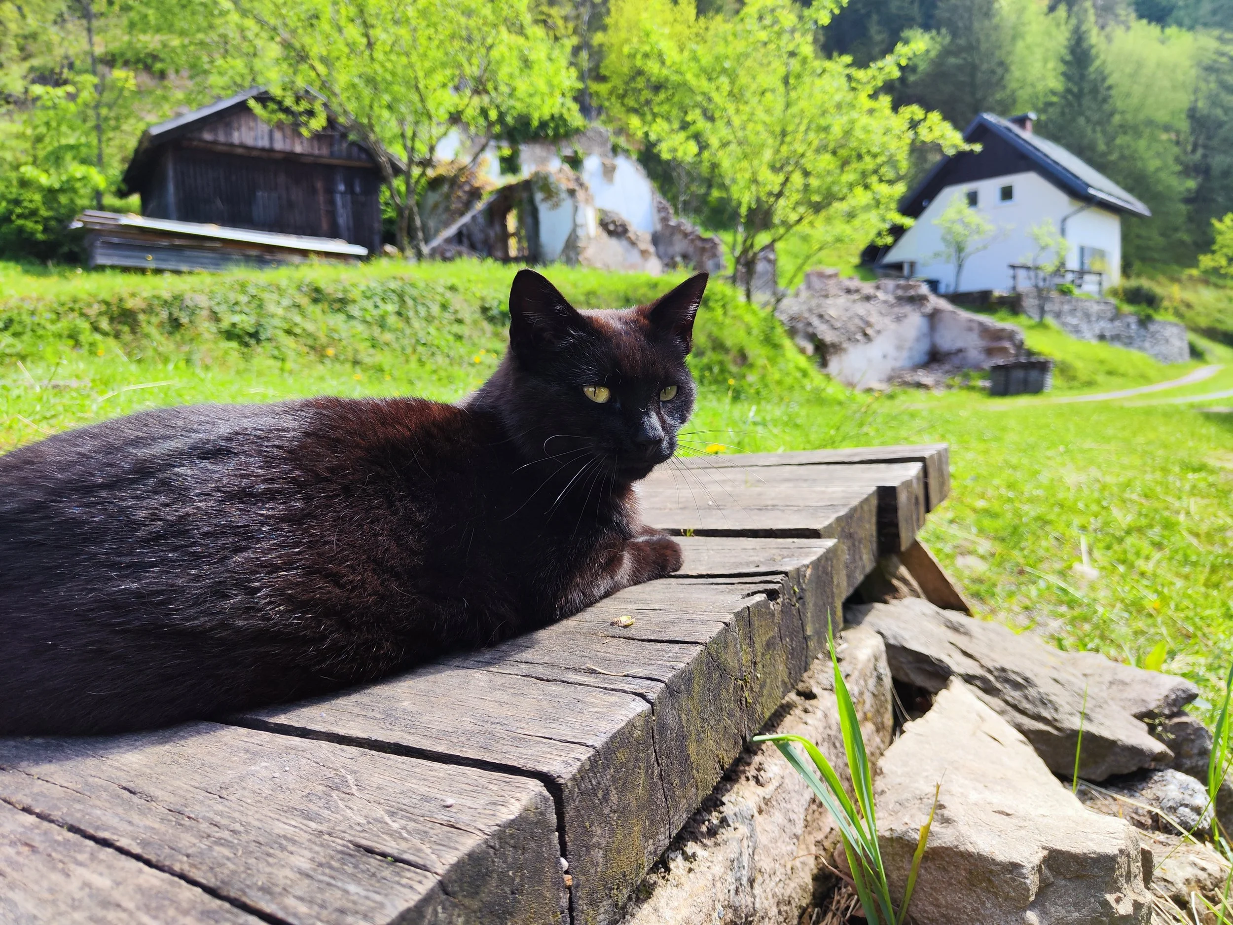 One of our neighbors barn cats