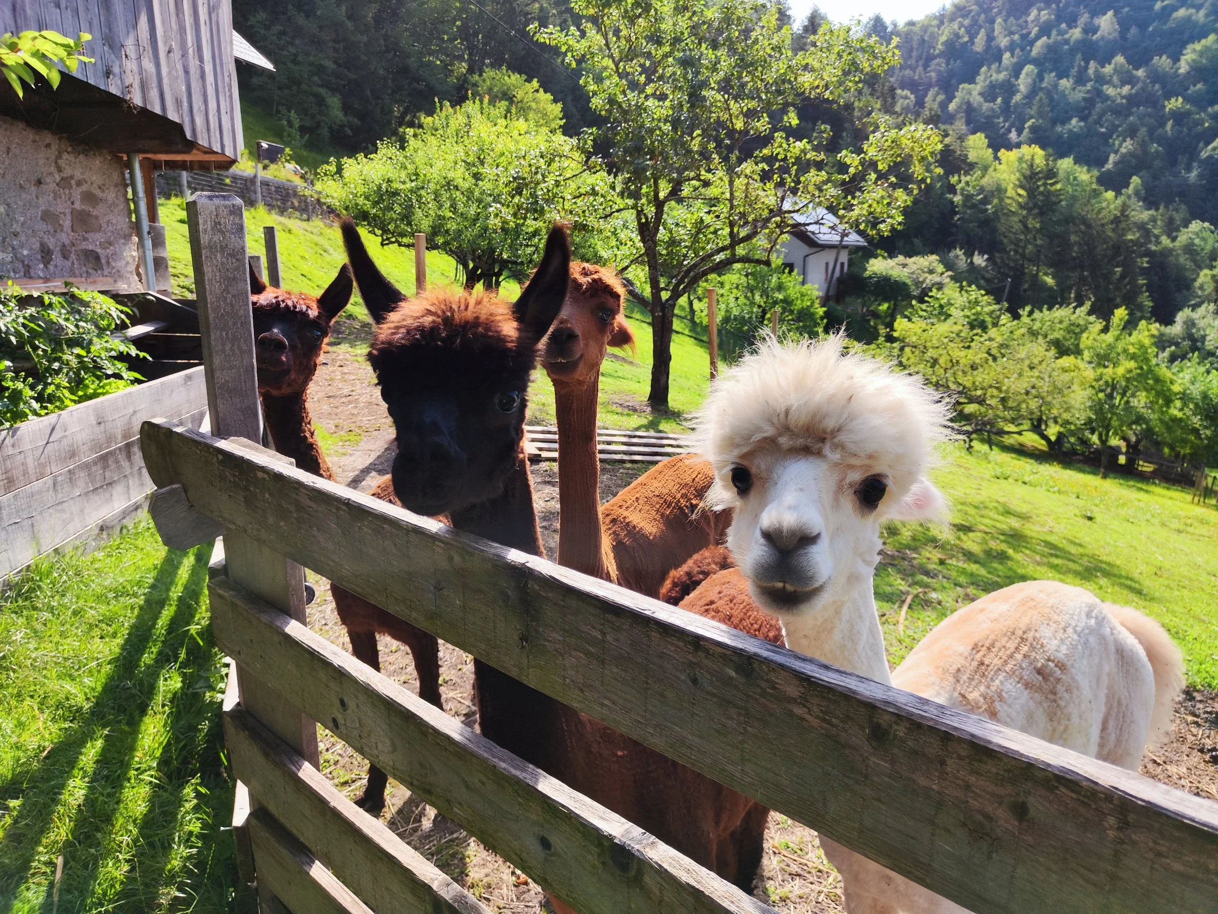 Alpacas in front of our barn