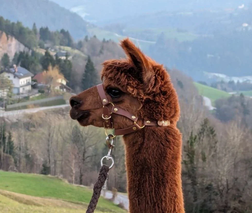 Lee, a brown alpaca with a halter around its head, standing outdoors in a scenic landscape with houses, trees, and hills in the background.