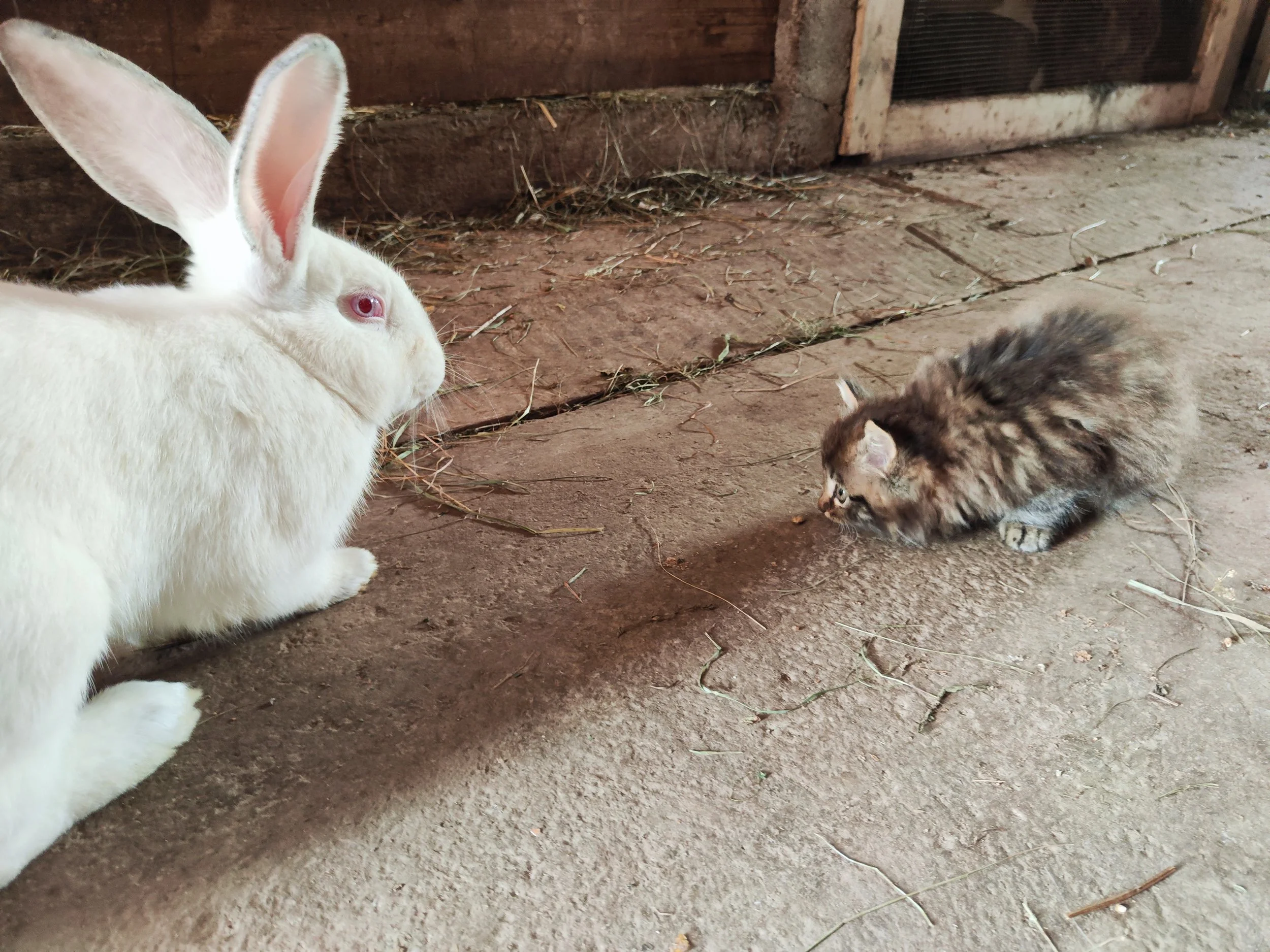 A kitten trying to play with a rabbit