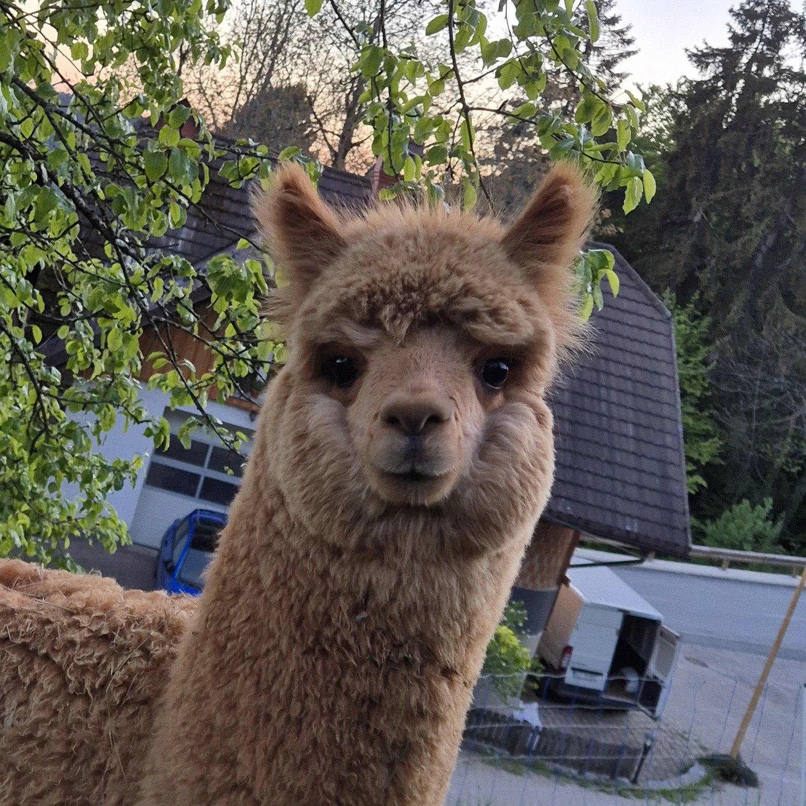 Meta, currently yougest alpaca on the farm. Daughter of Vel and Li