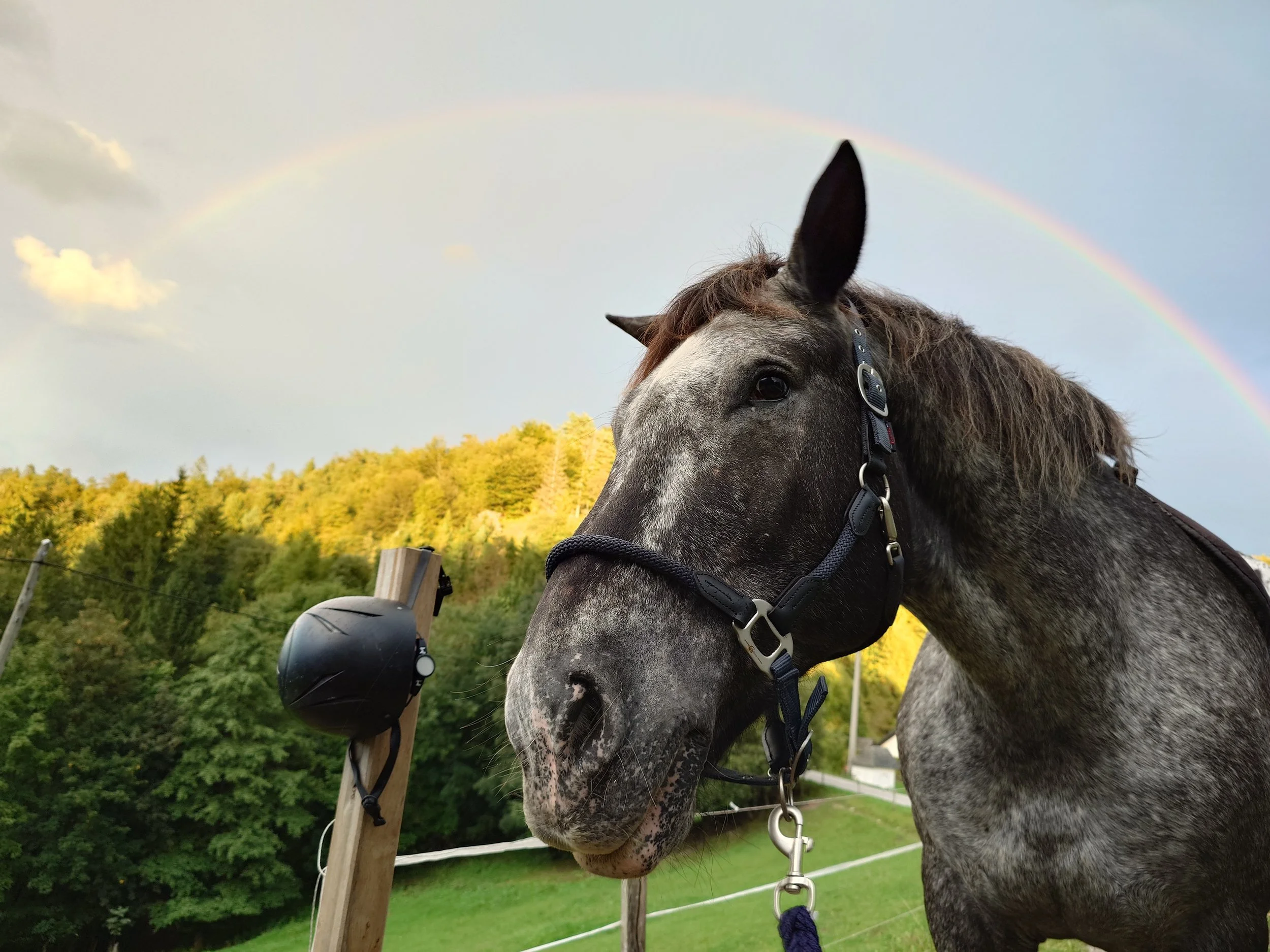Shrek, one of our horses, with a rainbow in the background