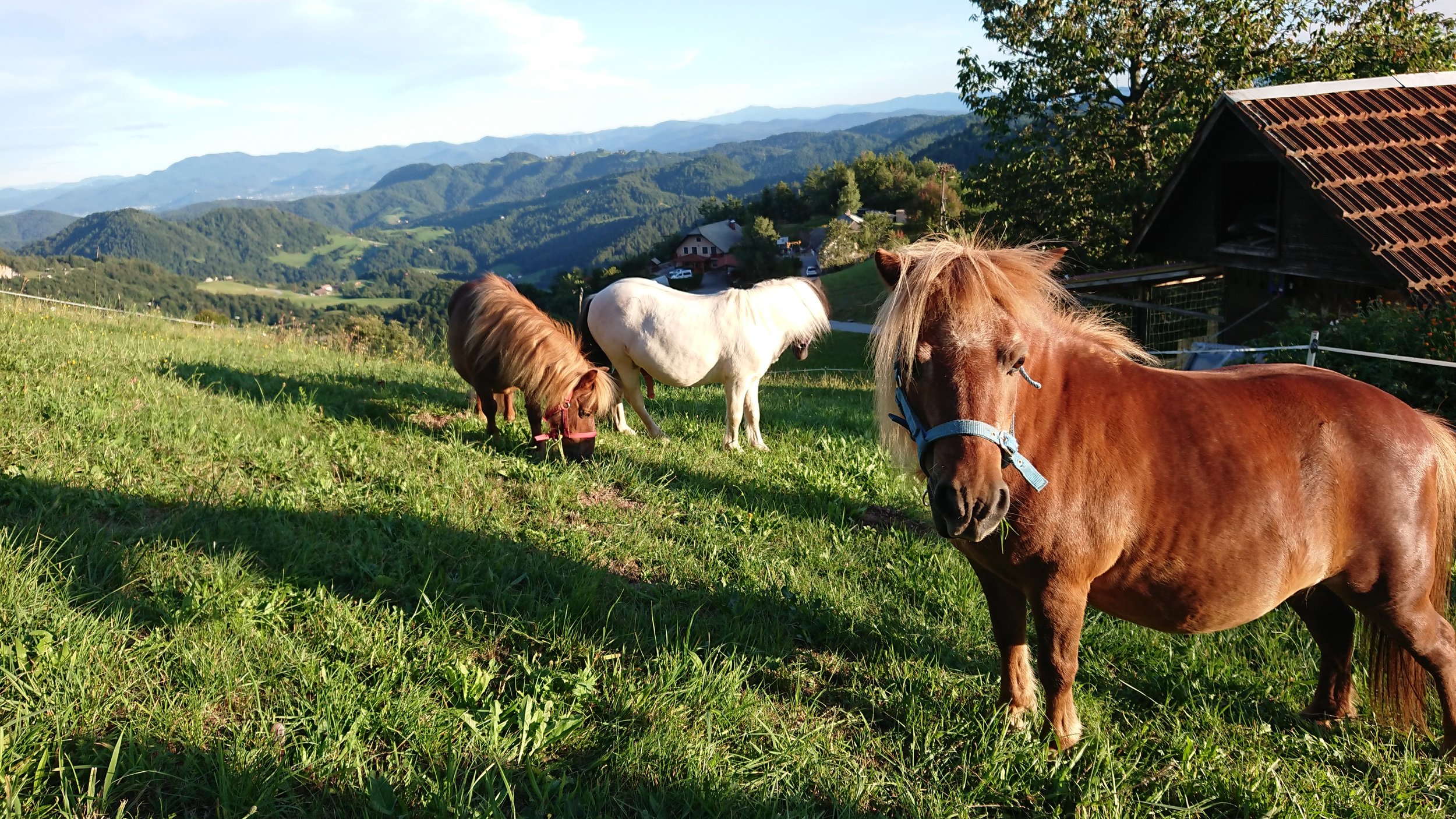 Our shetland ponies, grazing at the top of the hill, with a great view.