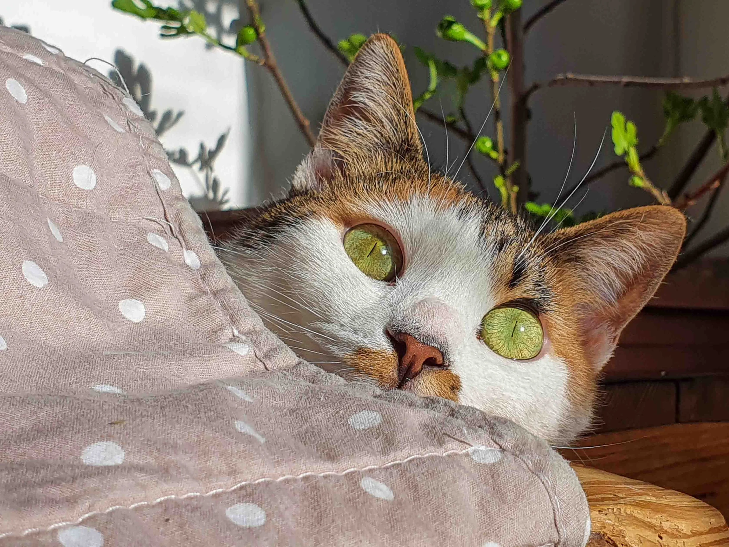 Lucky, a cat we rescued from the street.