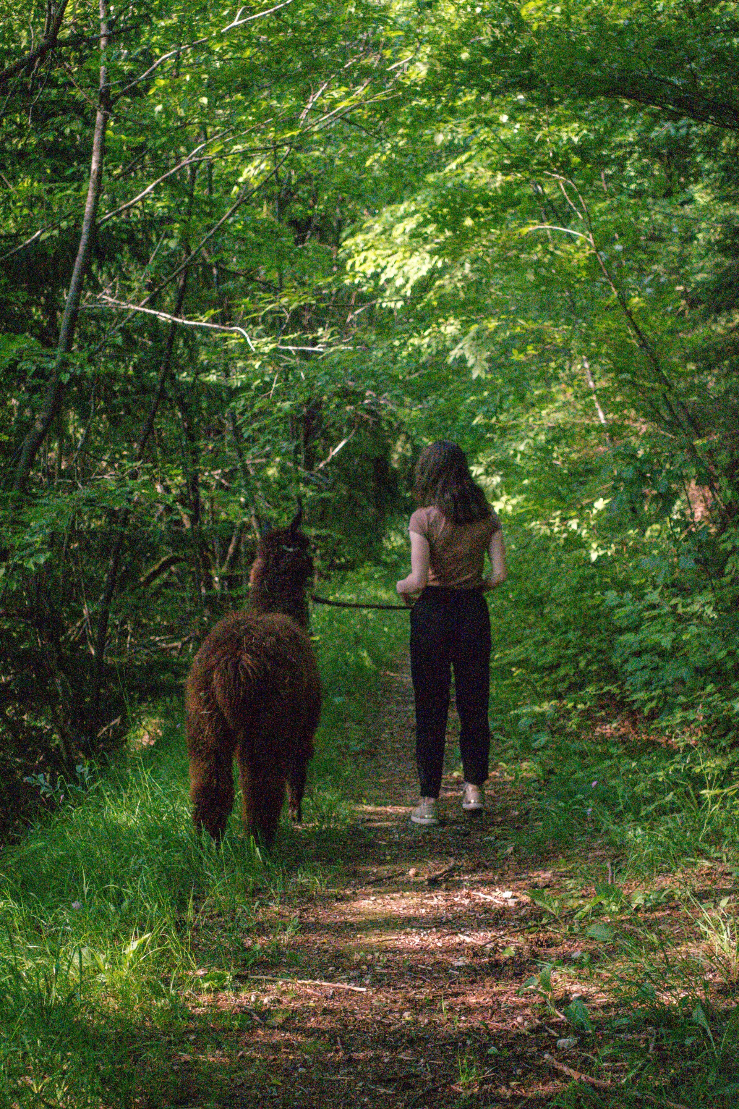 A person walking with our alpaca named Beebee