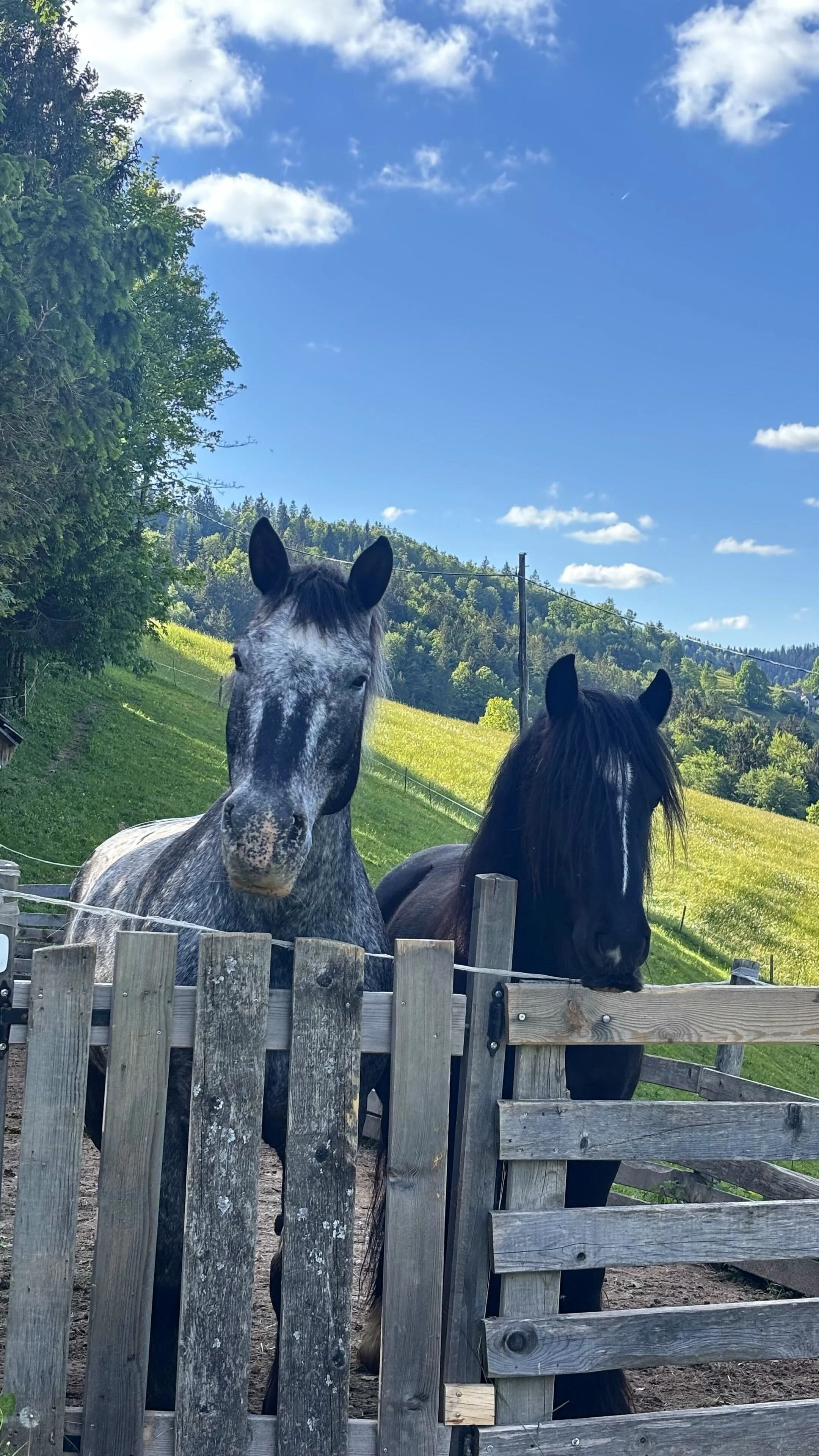Two horses Kelpie and Shrek standing behind a wooden fence in a grassy field, with trees and hills in the background under a blue sky with scattered clouds.